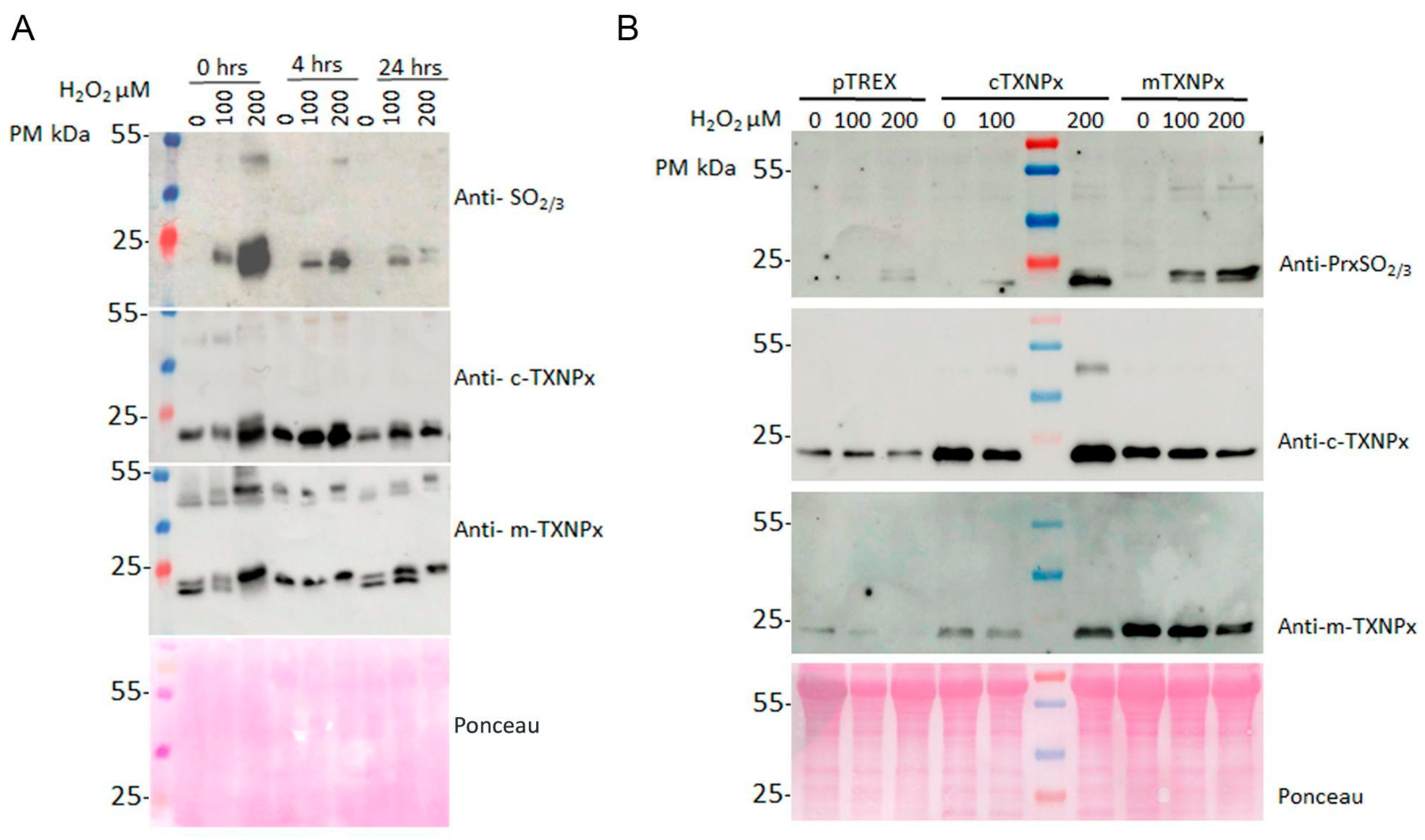 Pathogens 12 01273 g005a Pathogens 12 01273 g005a