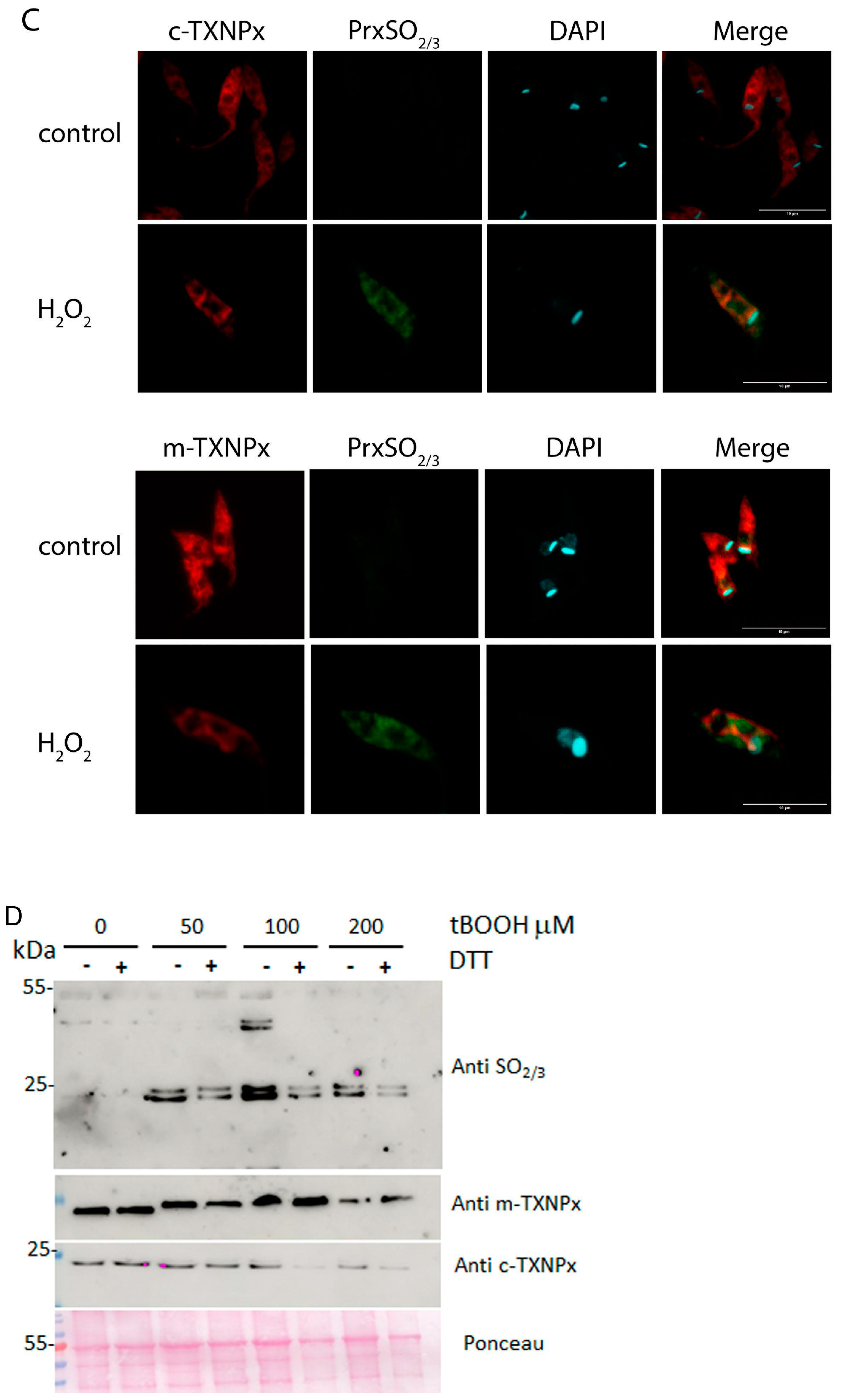 Pathogens 12 01273 g005b Pathogens 12 01273 g005b