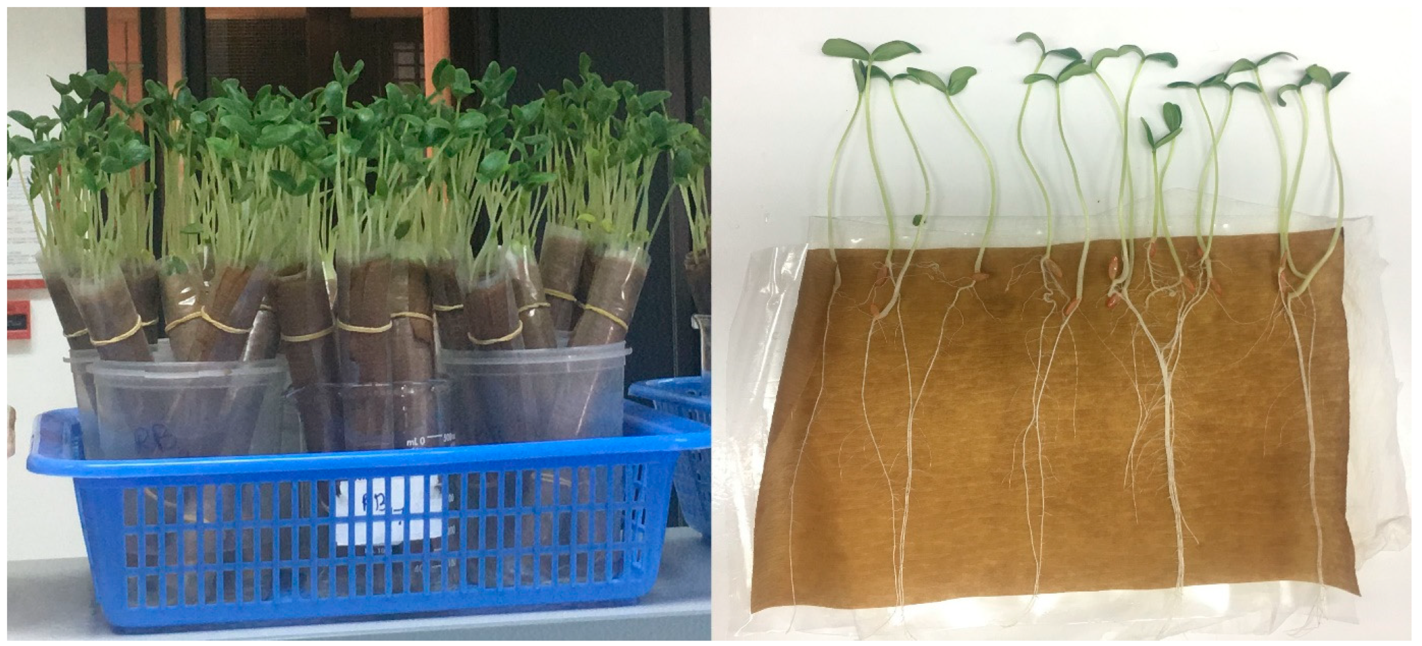 Pathogens 12 01275 g001 Pathogens 12 01275 g001