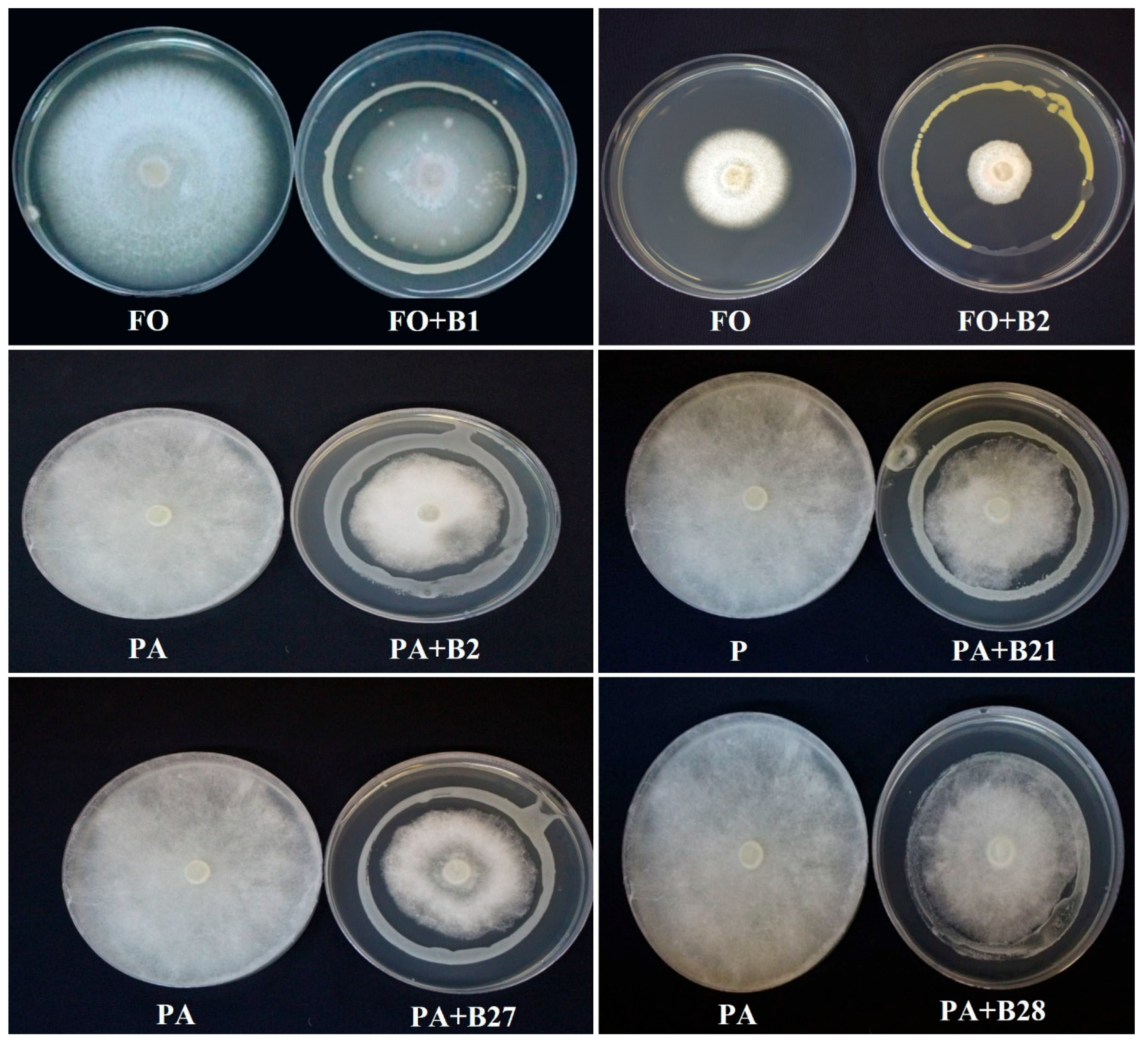 Pathogens 12 01275 g002 Pathogens 12 01275 g002