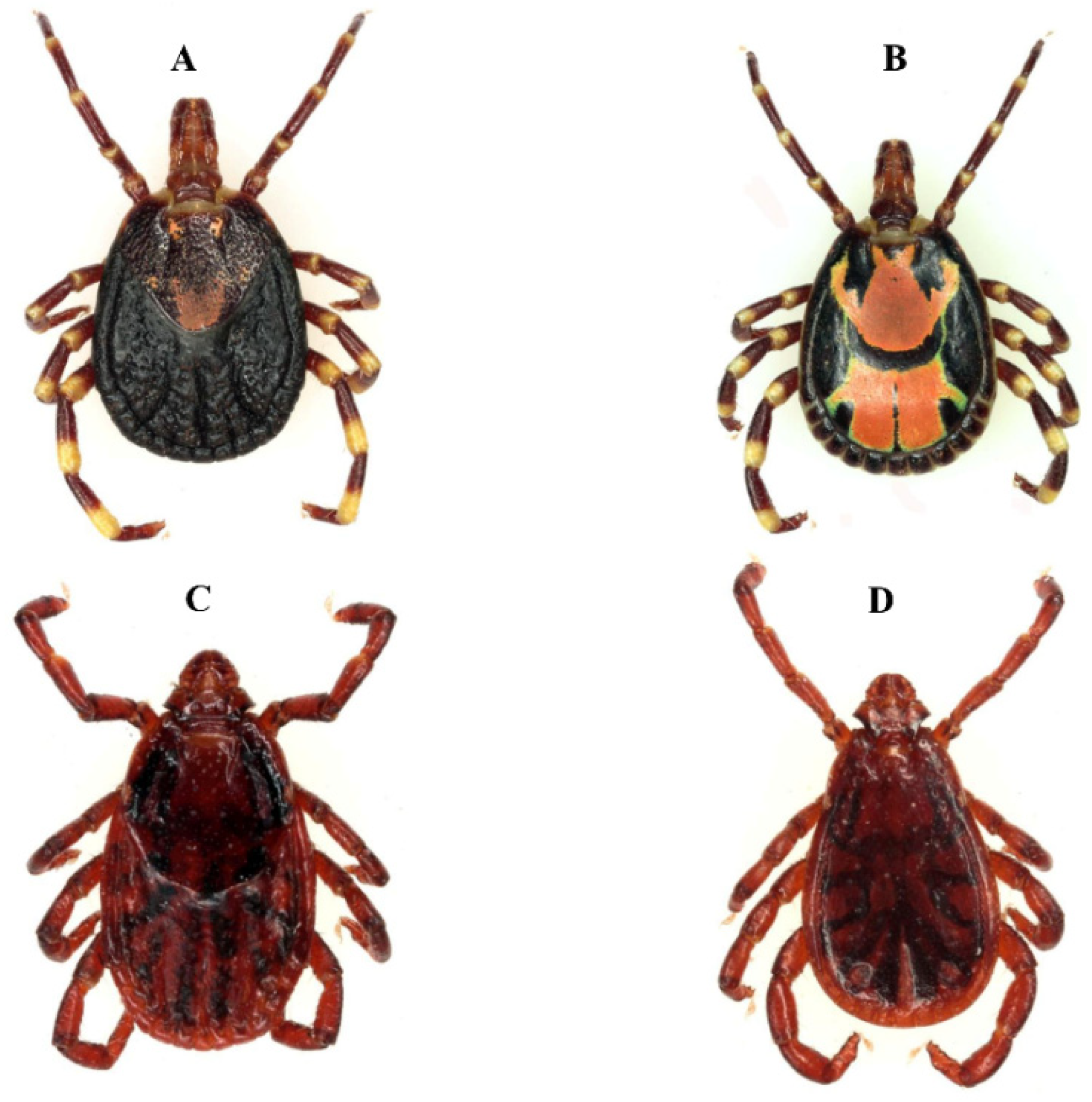 Pathogens 12 01276 g001 Pathogens 12 01276 g001