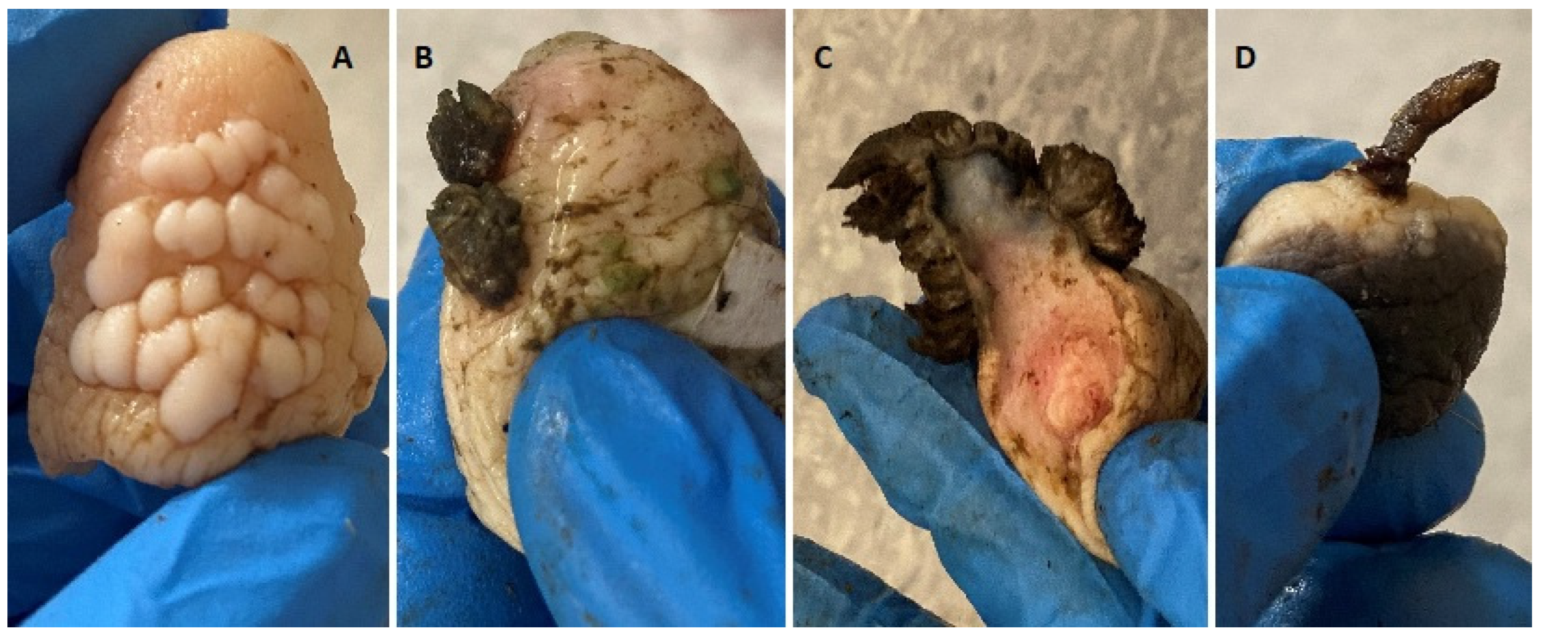 Pathogens 12 01278 g001