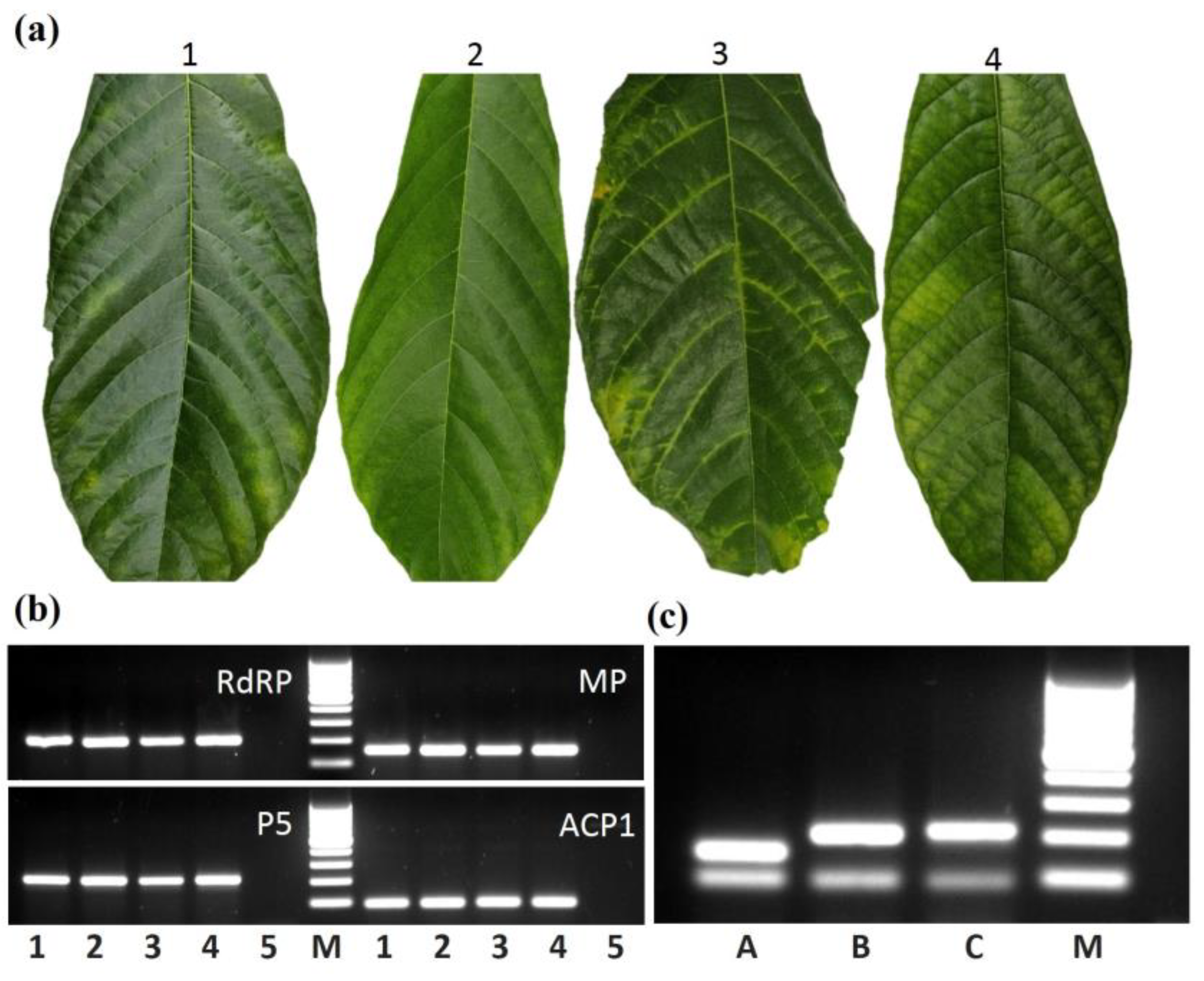 Pathogens 12 01284 g003 Pathogens 12 01284 g003
