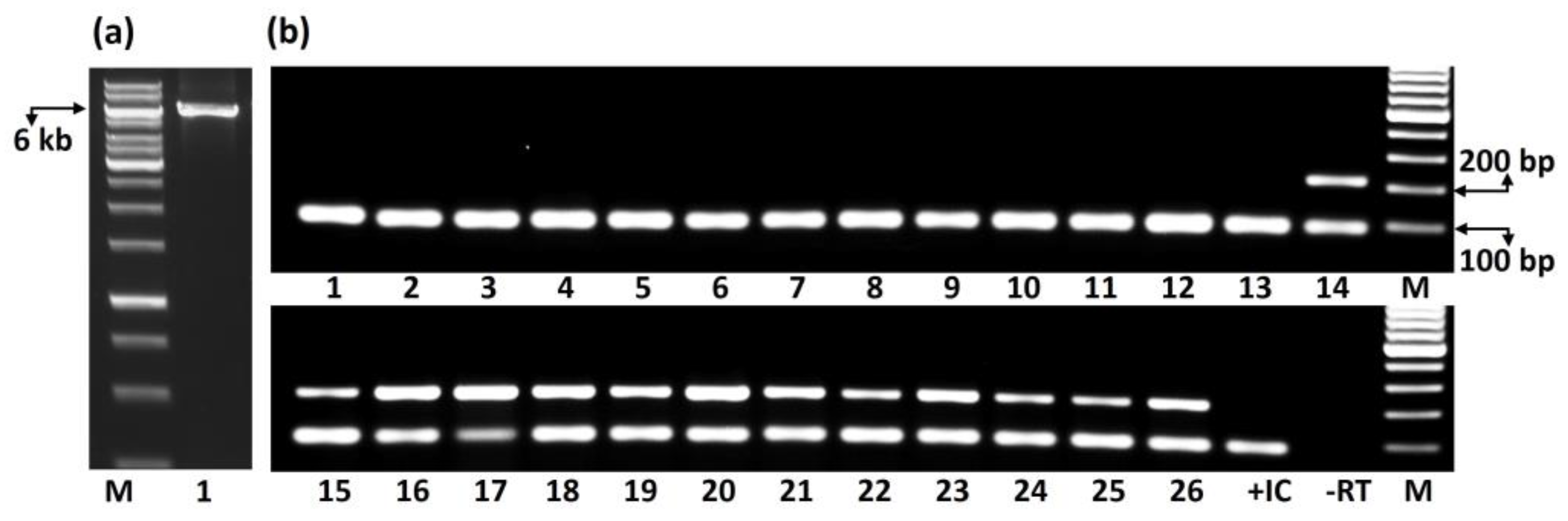 Pathogens 12 01284 g004 Pathogens 12 01284 g004