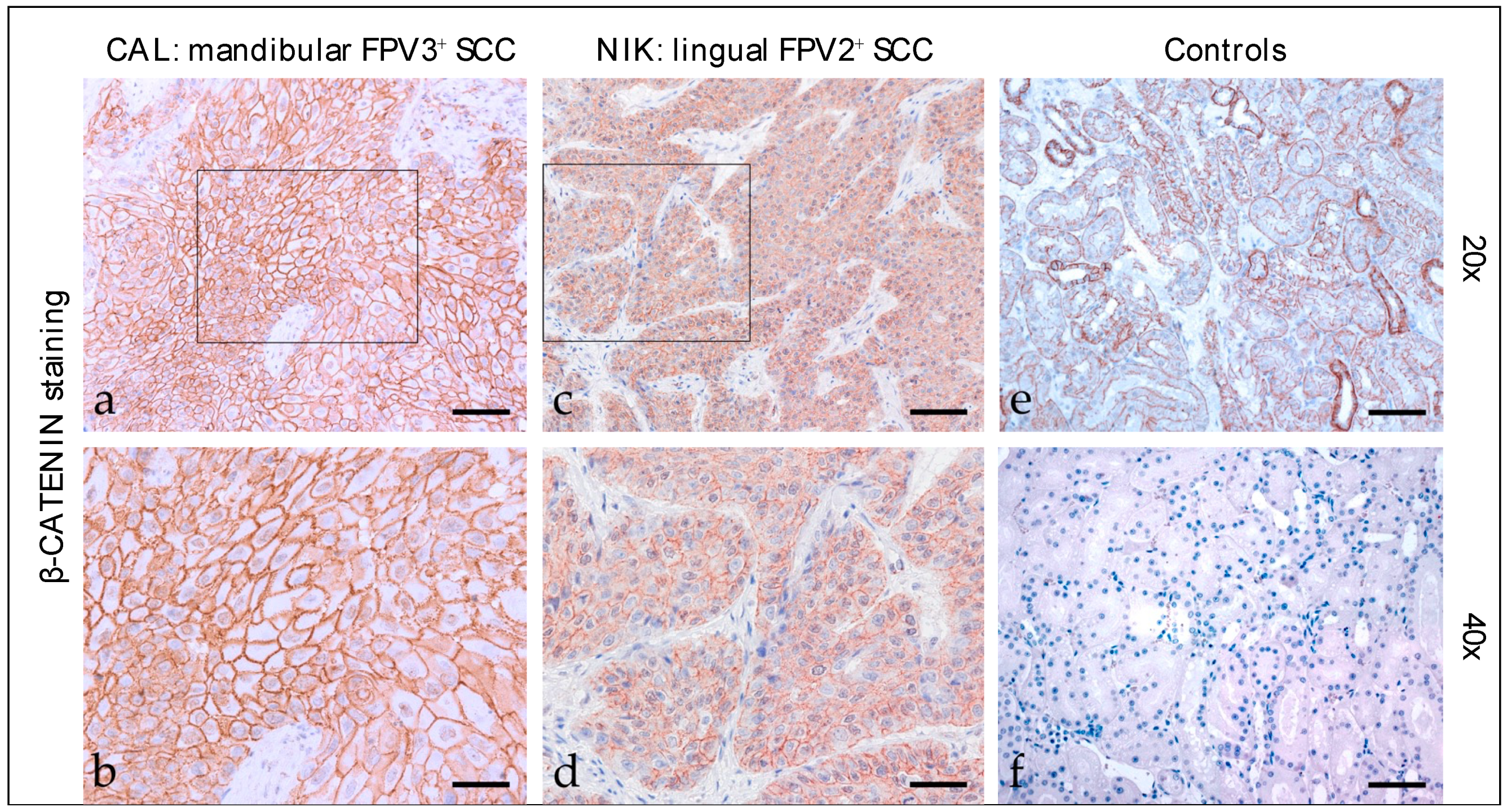 Pathogens 12 01288 g002 Pathogens 12 01288 g002