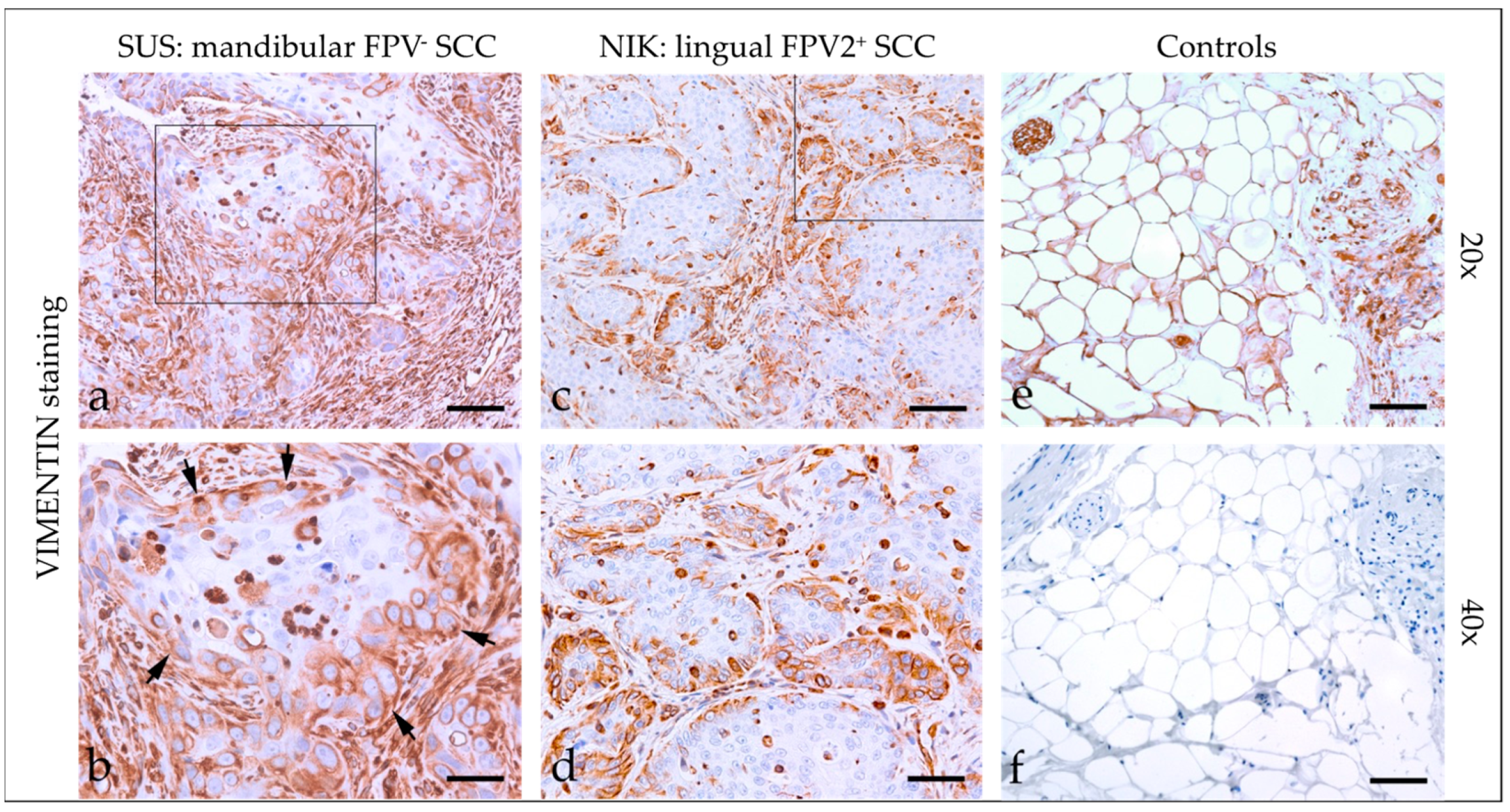 Pathogens 12 01288 g003 Pathogens 12 01288 g003
