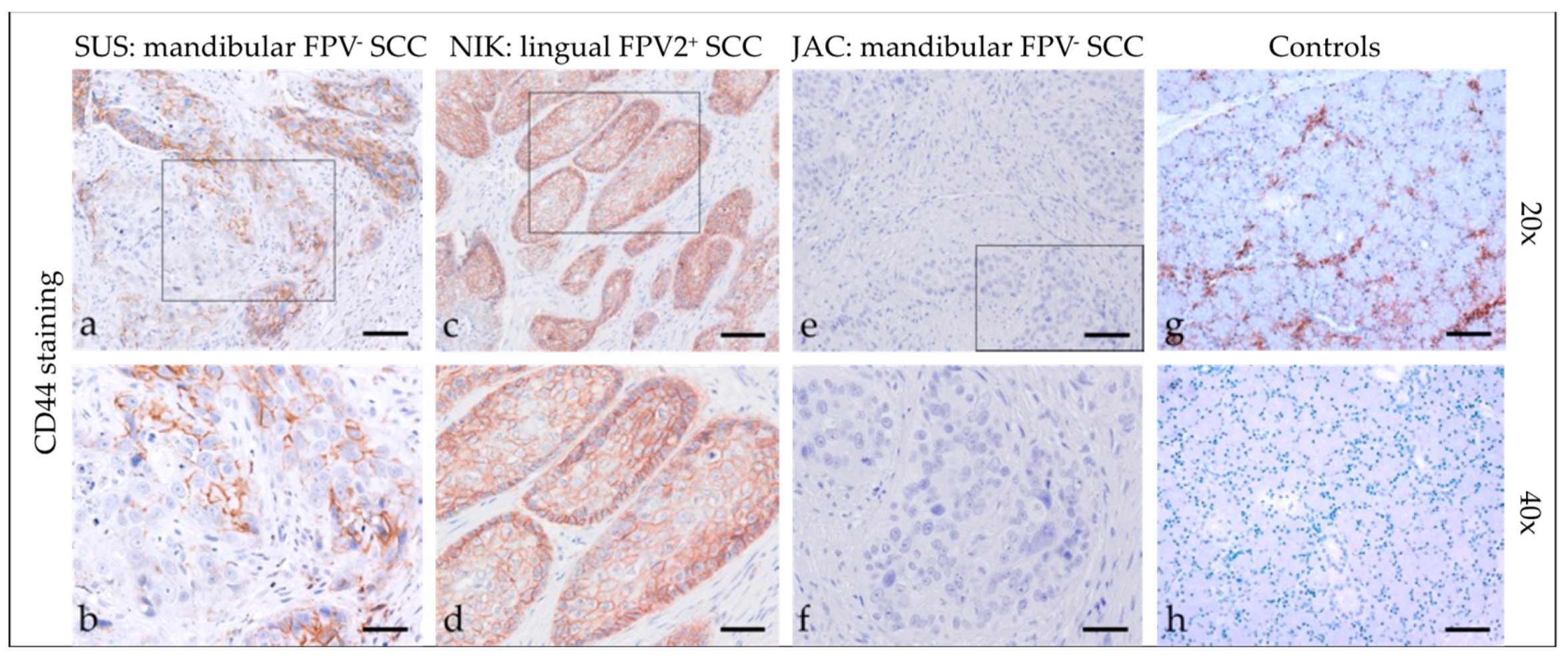 Pathogens 12 01288 g006 Pathogens 12 01288 g006