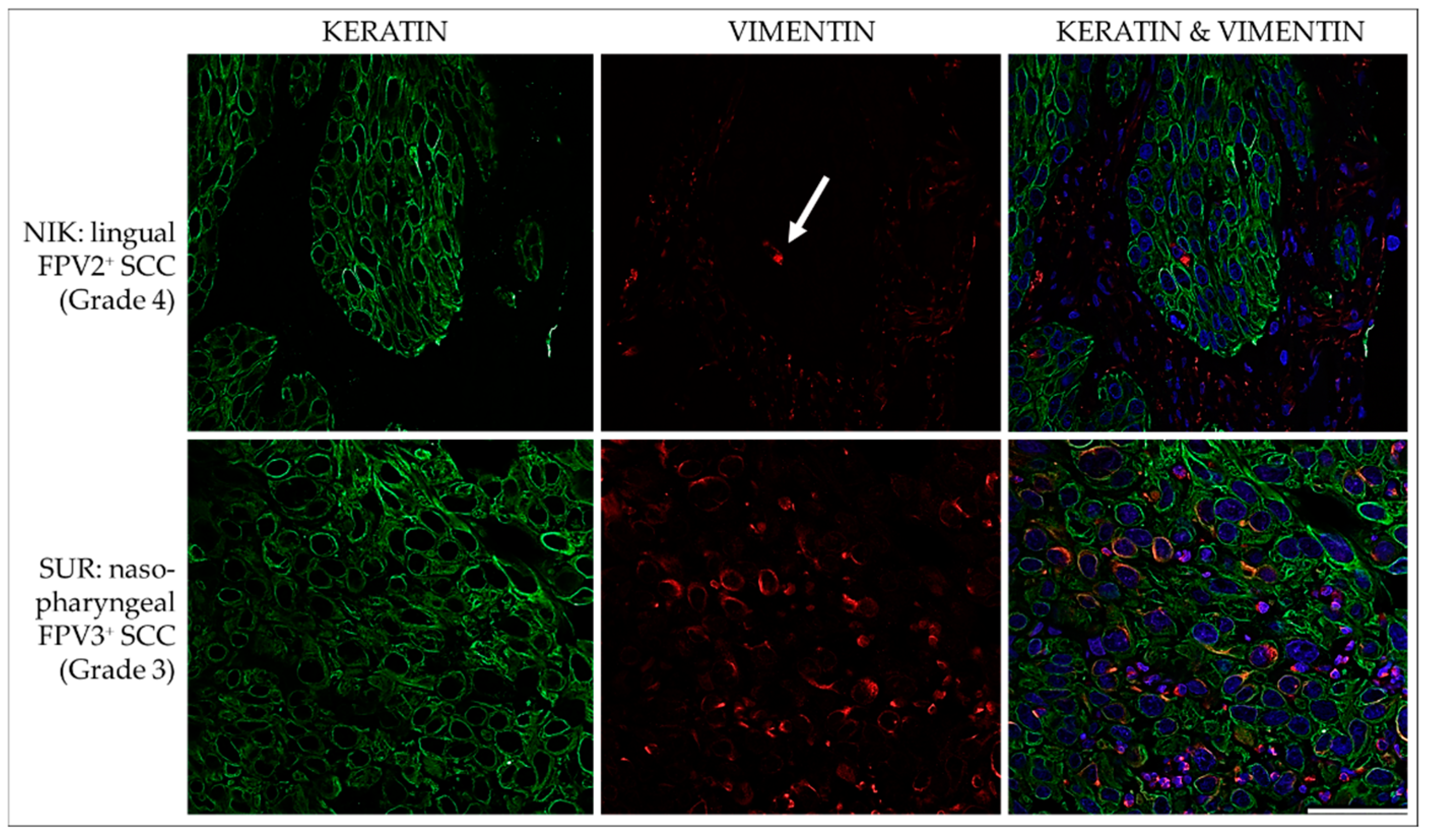 Pathogens 12 01288 g008 Pathogens 12 01288 g008