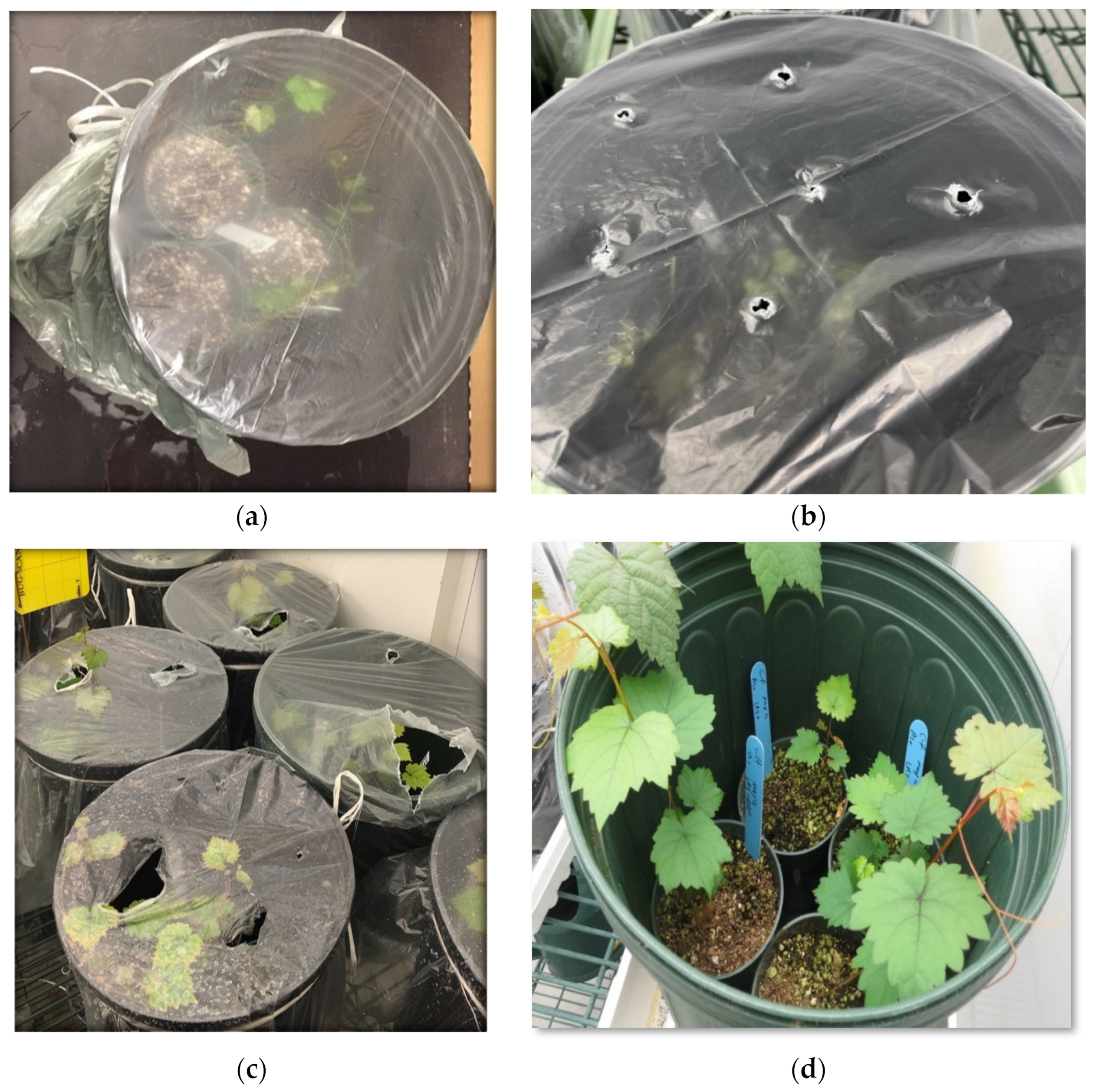 Pathogens 12 01314 g003