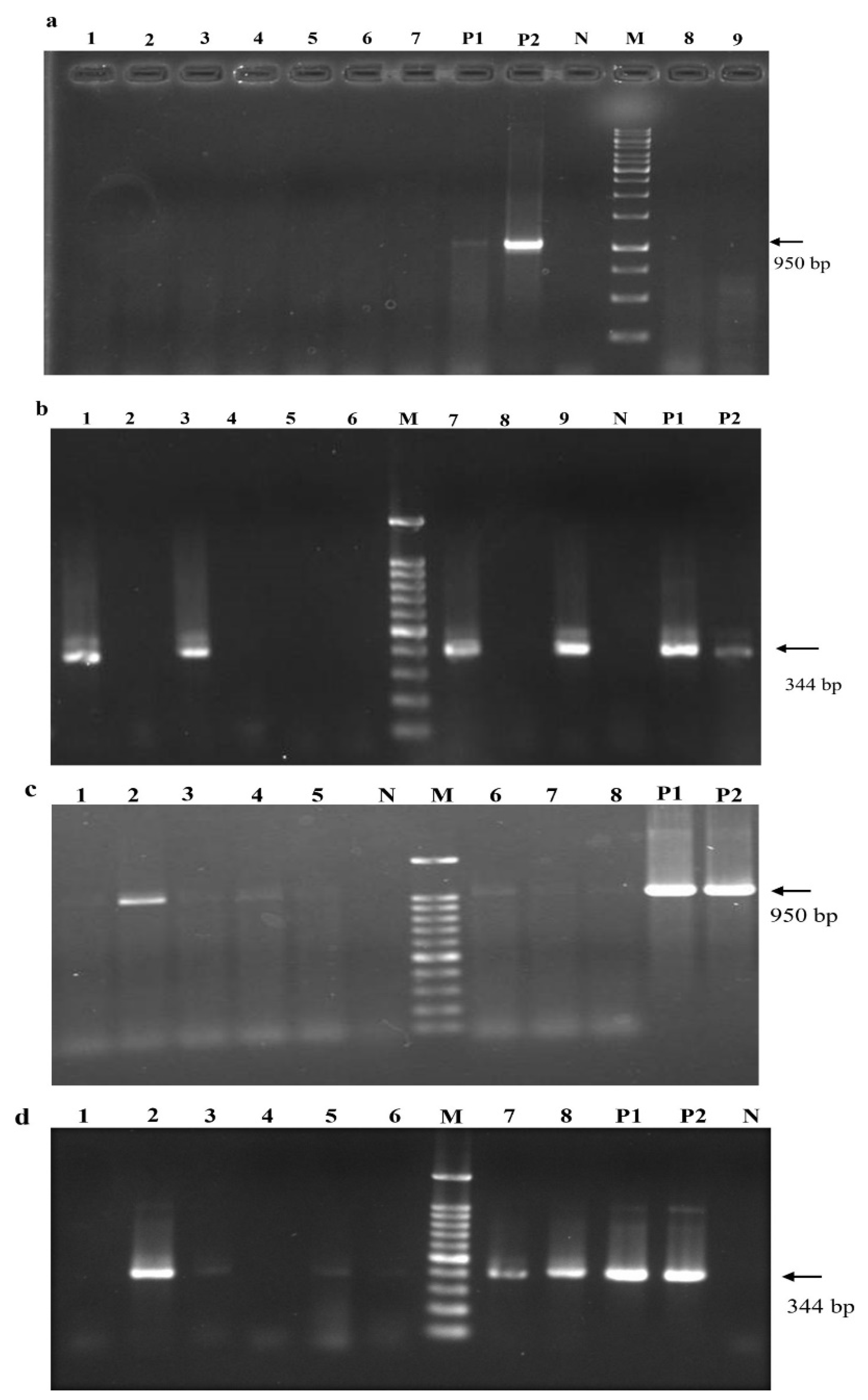 Pathogens 12 01314 g007