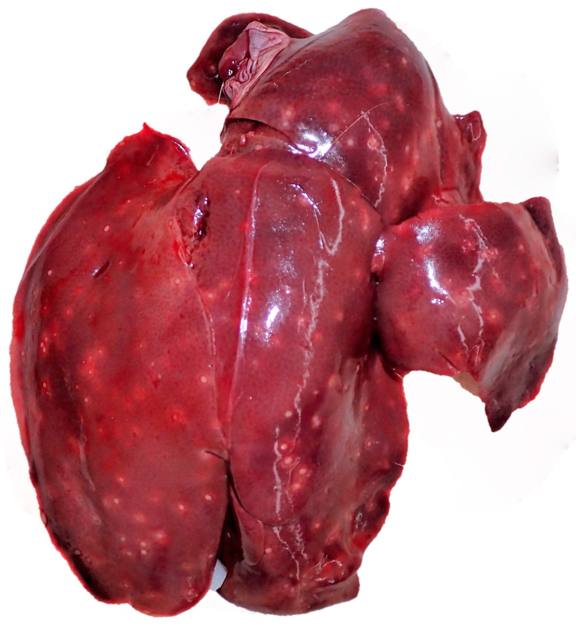 Pathogens 12 01317 g014