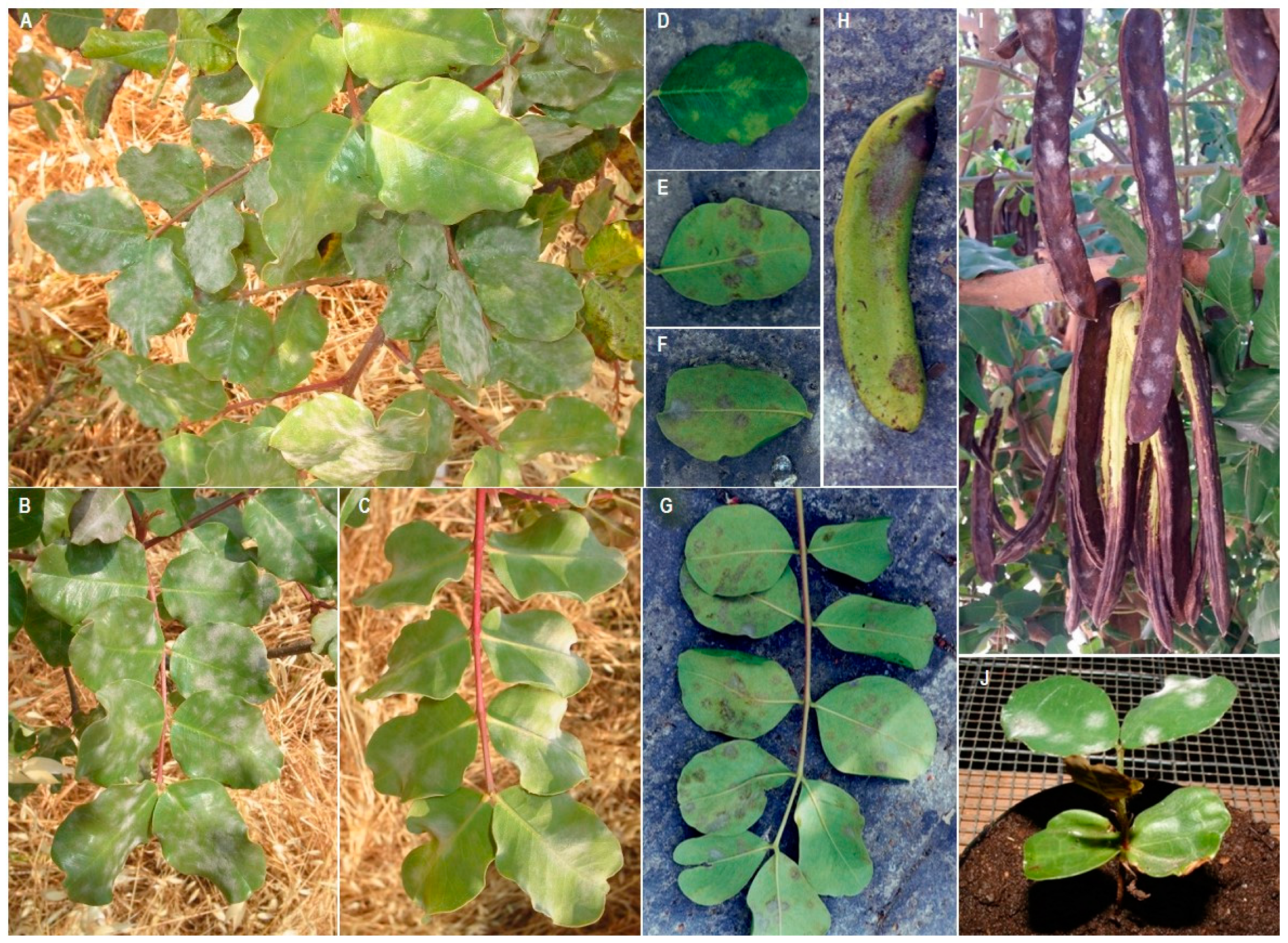 Pathogens 12 01357 g002