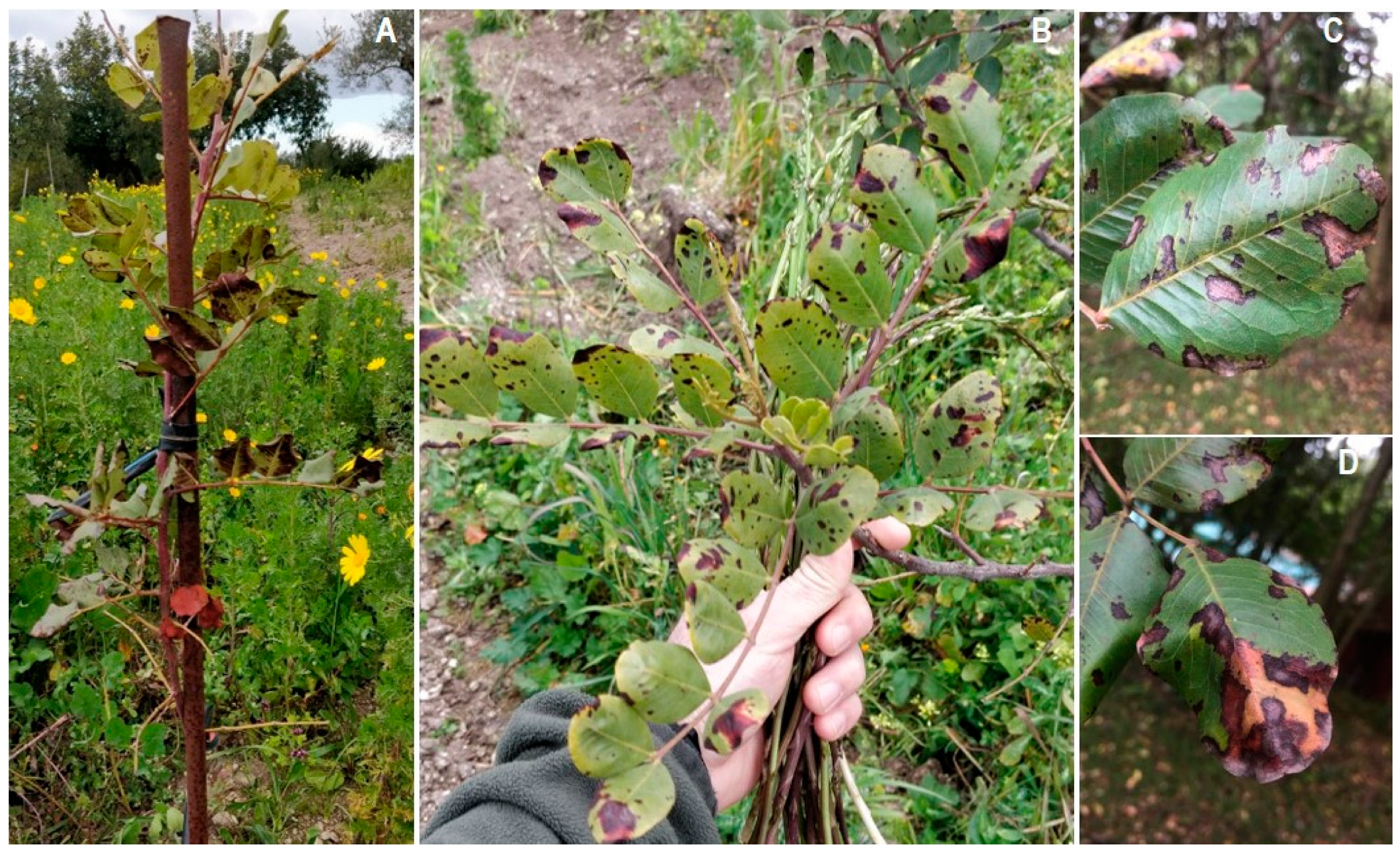 Pathogens 12 01357 g004