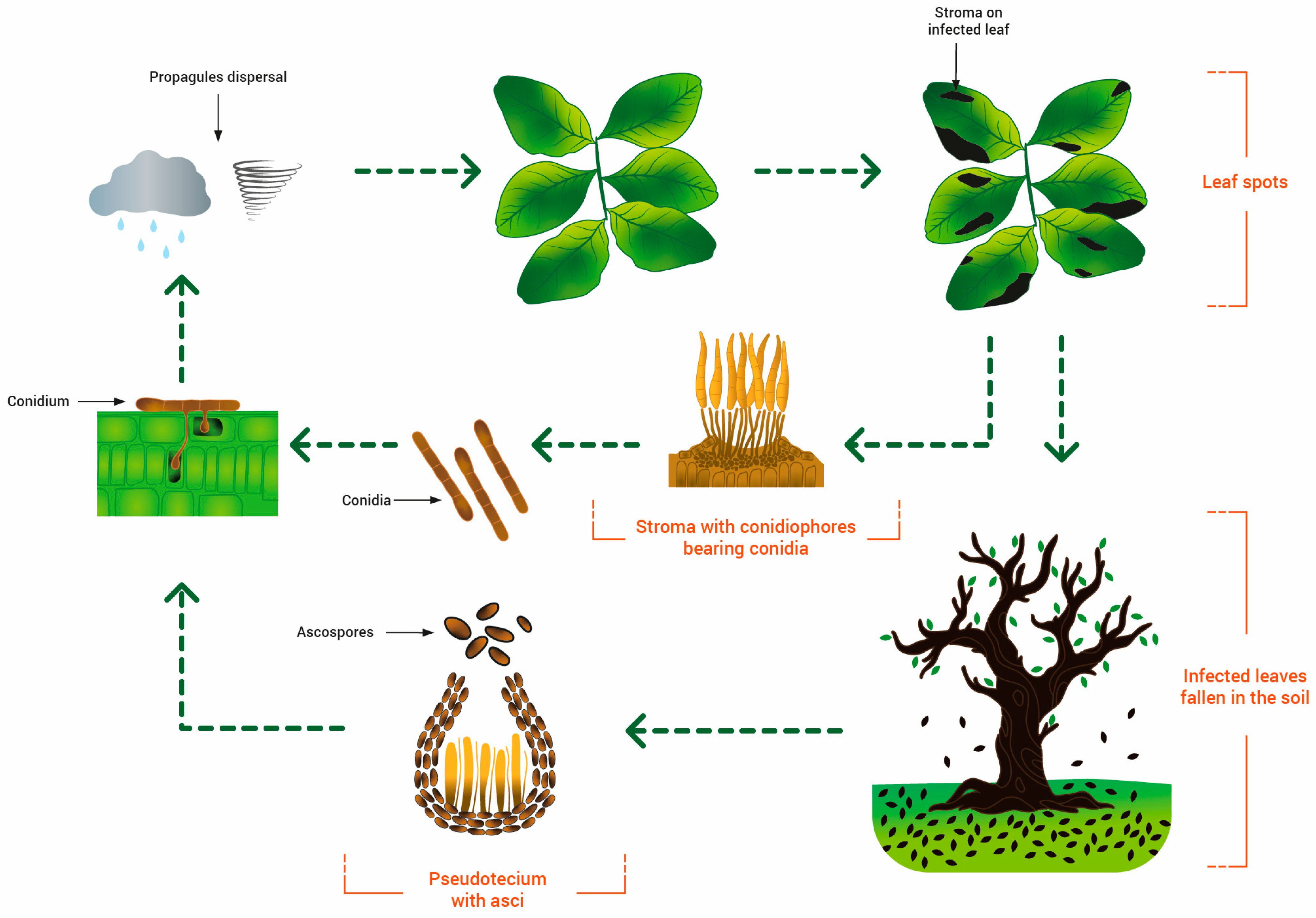 Pathogens 12 01357 g005