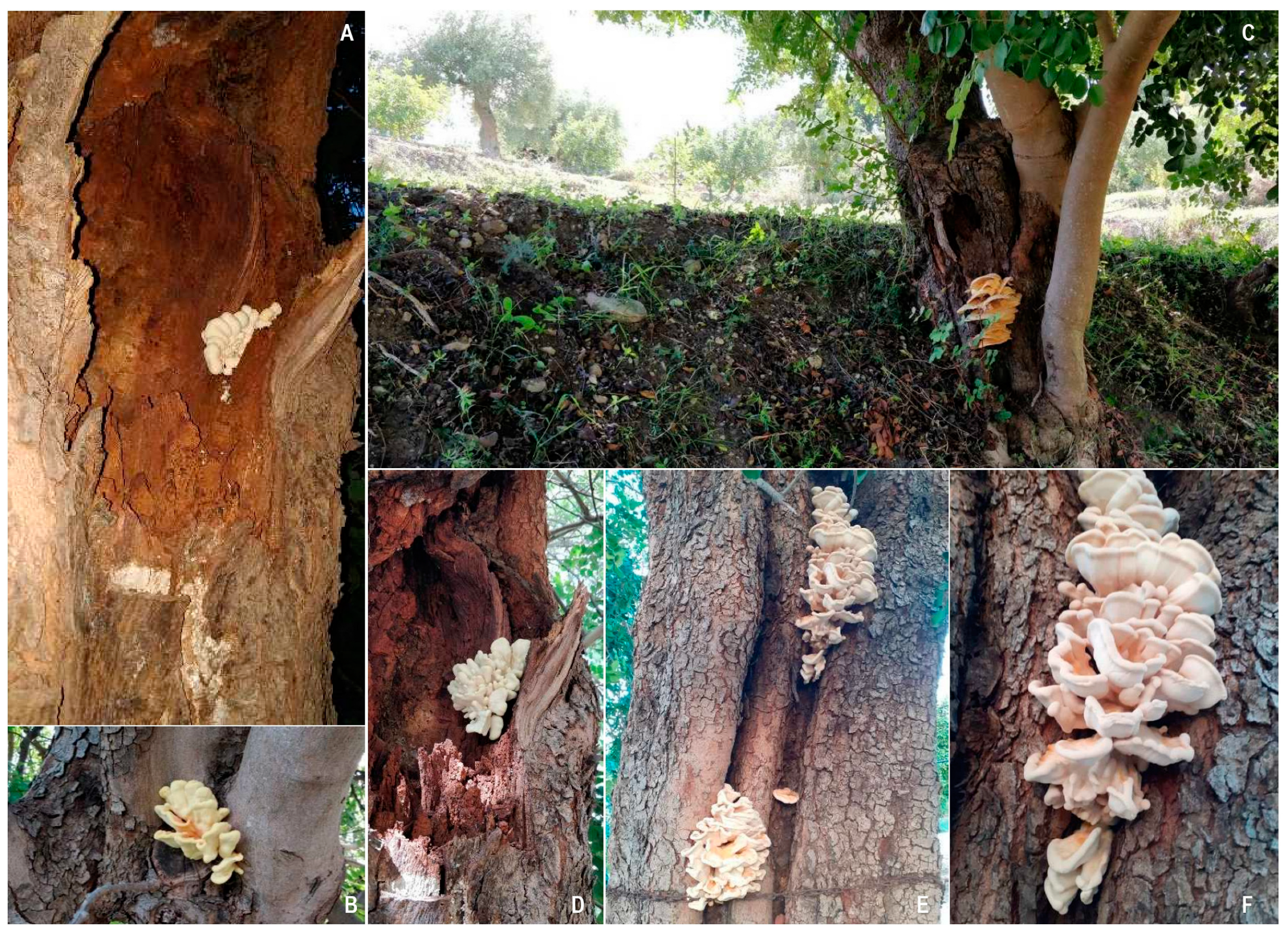 Pathogens 12 01357 g006