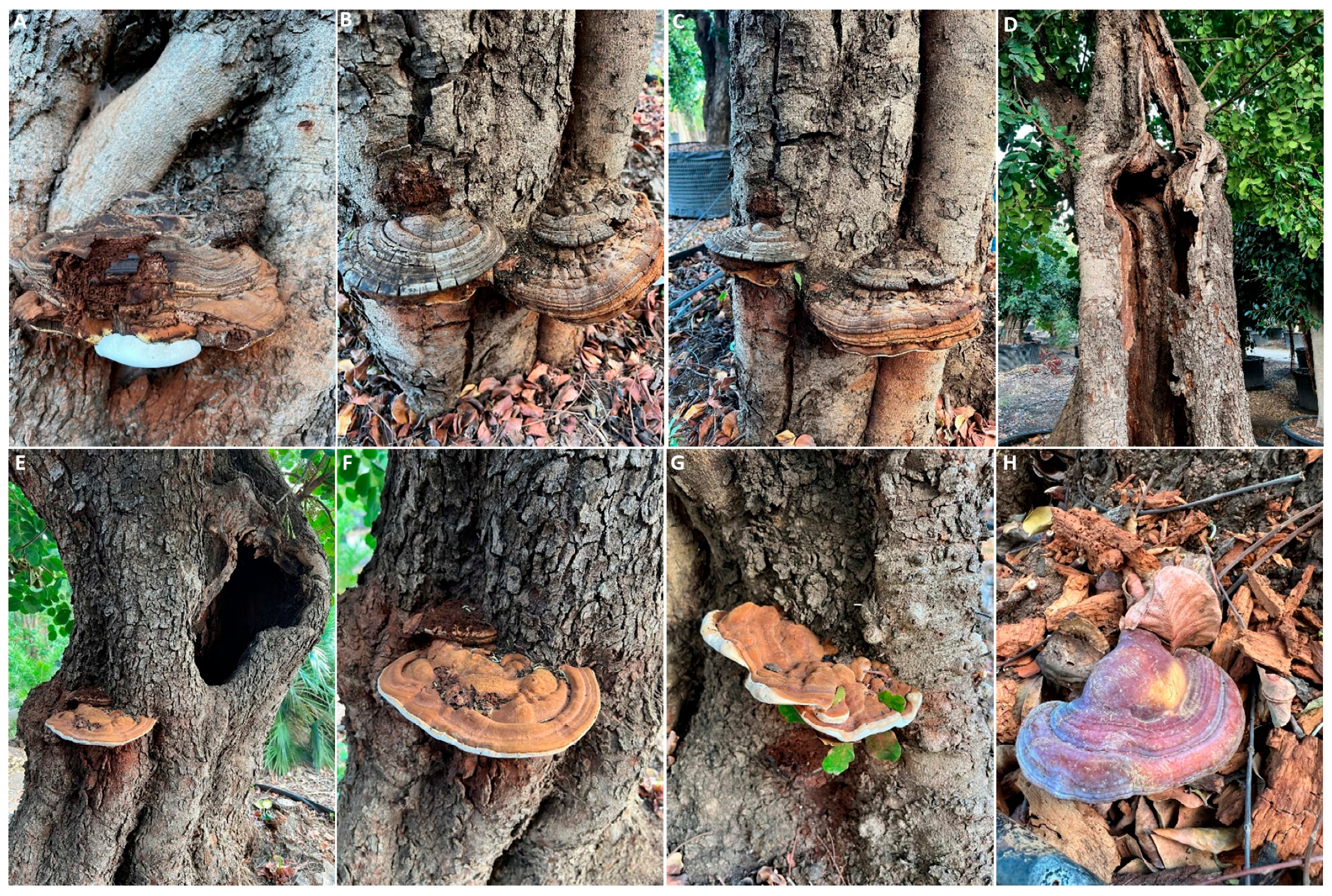 Pathogens 12 01357 g007