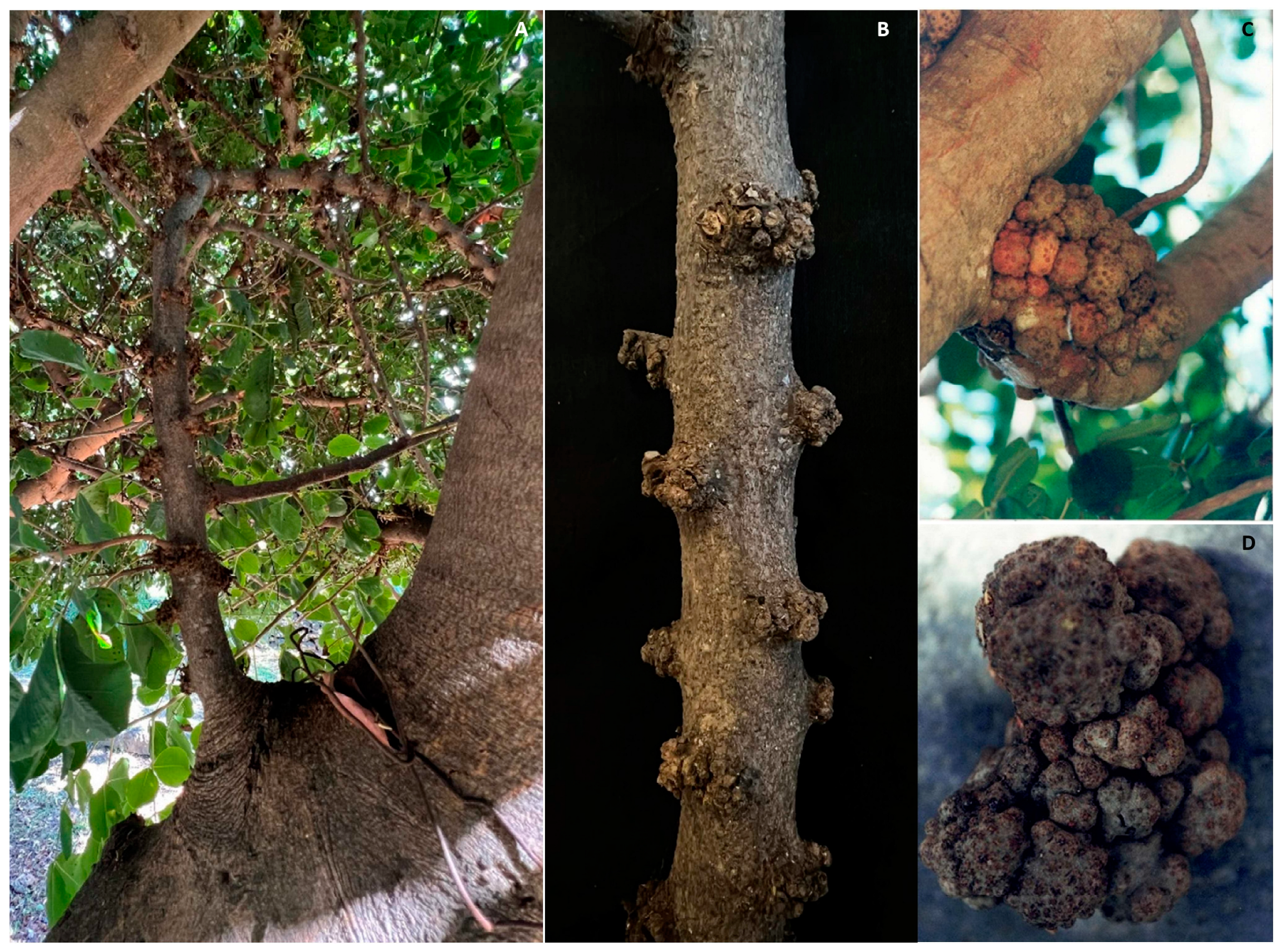 Pathogens 12 01357 g008