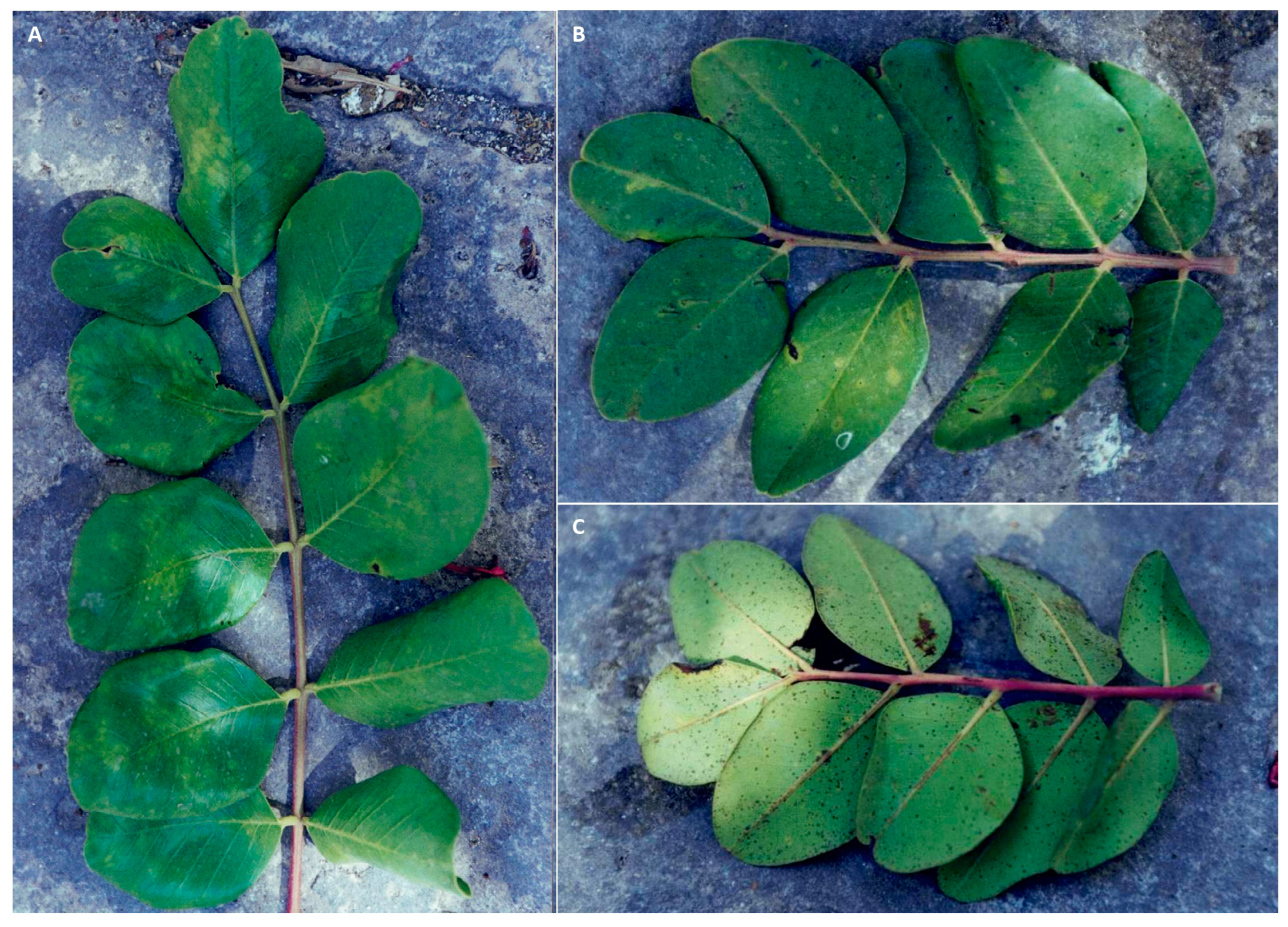 Pathogens 12 01357 g009