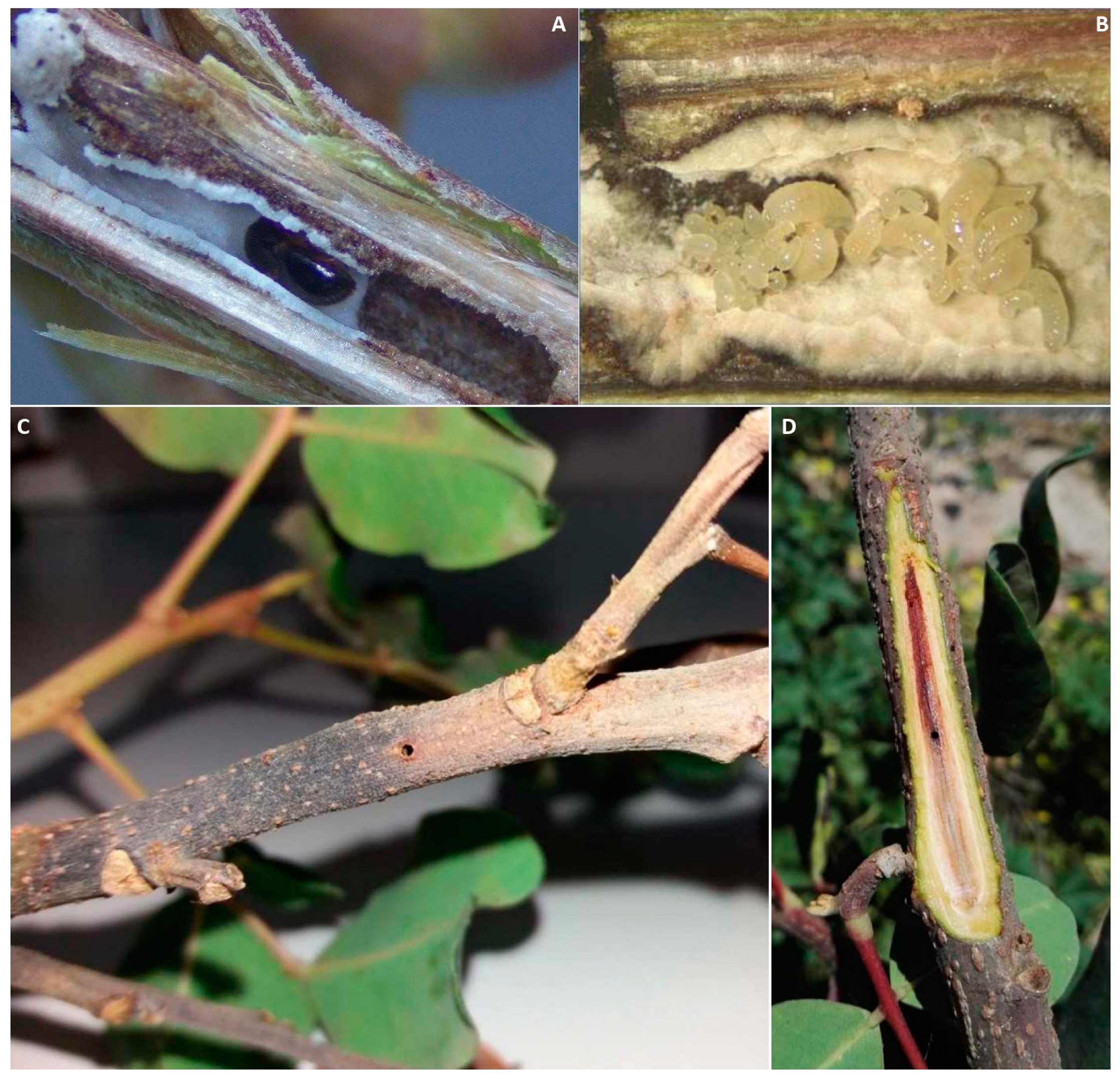 Pathogens 12 01357 g010