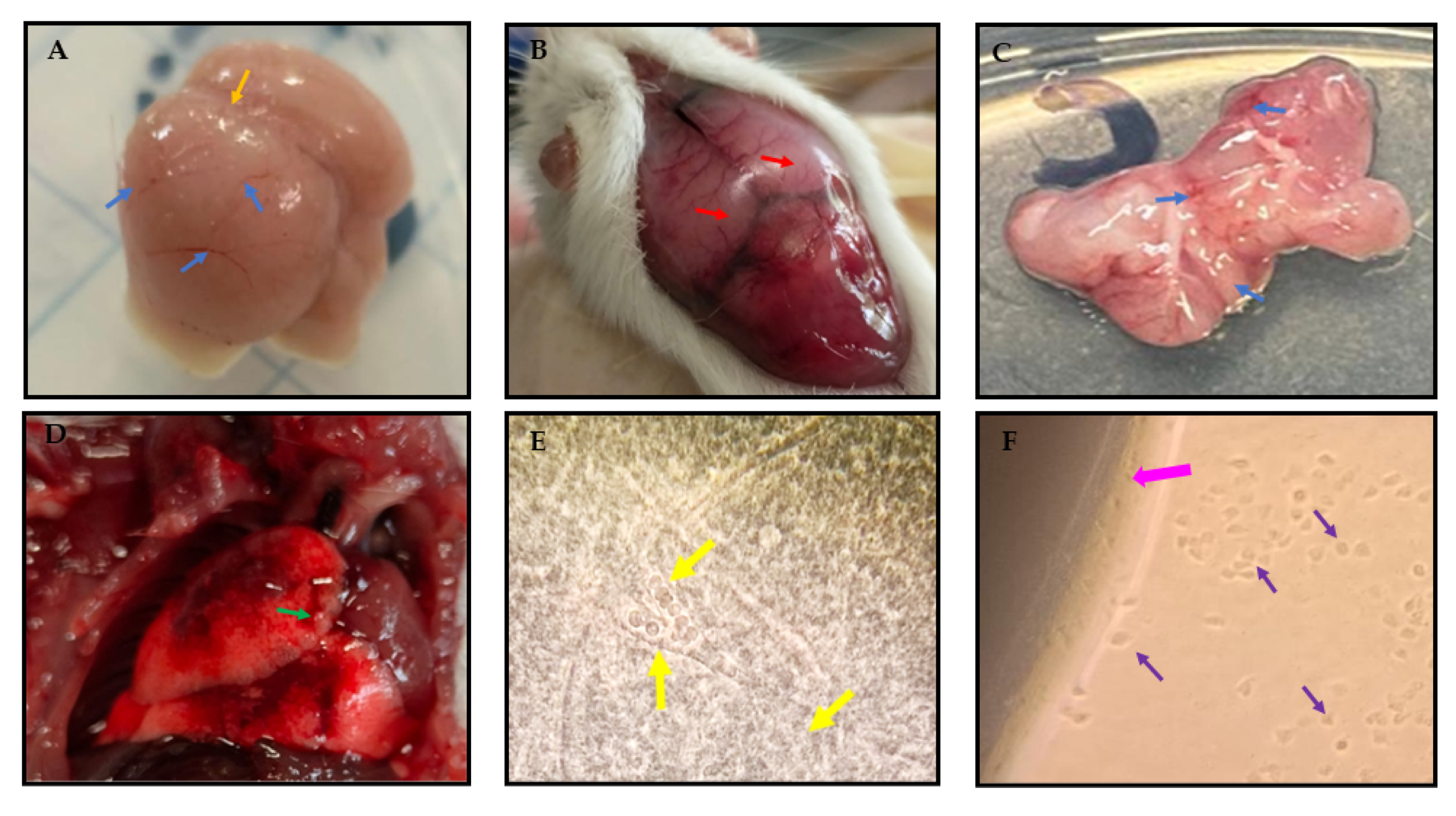 Pathogens 12 01363 g004