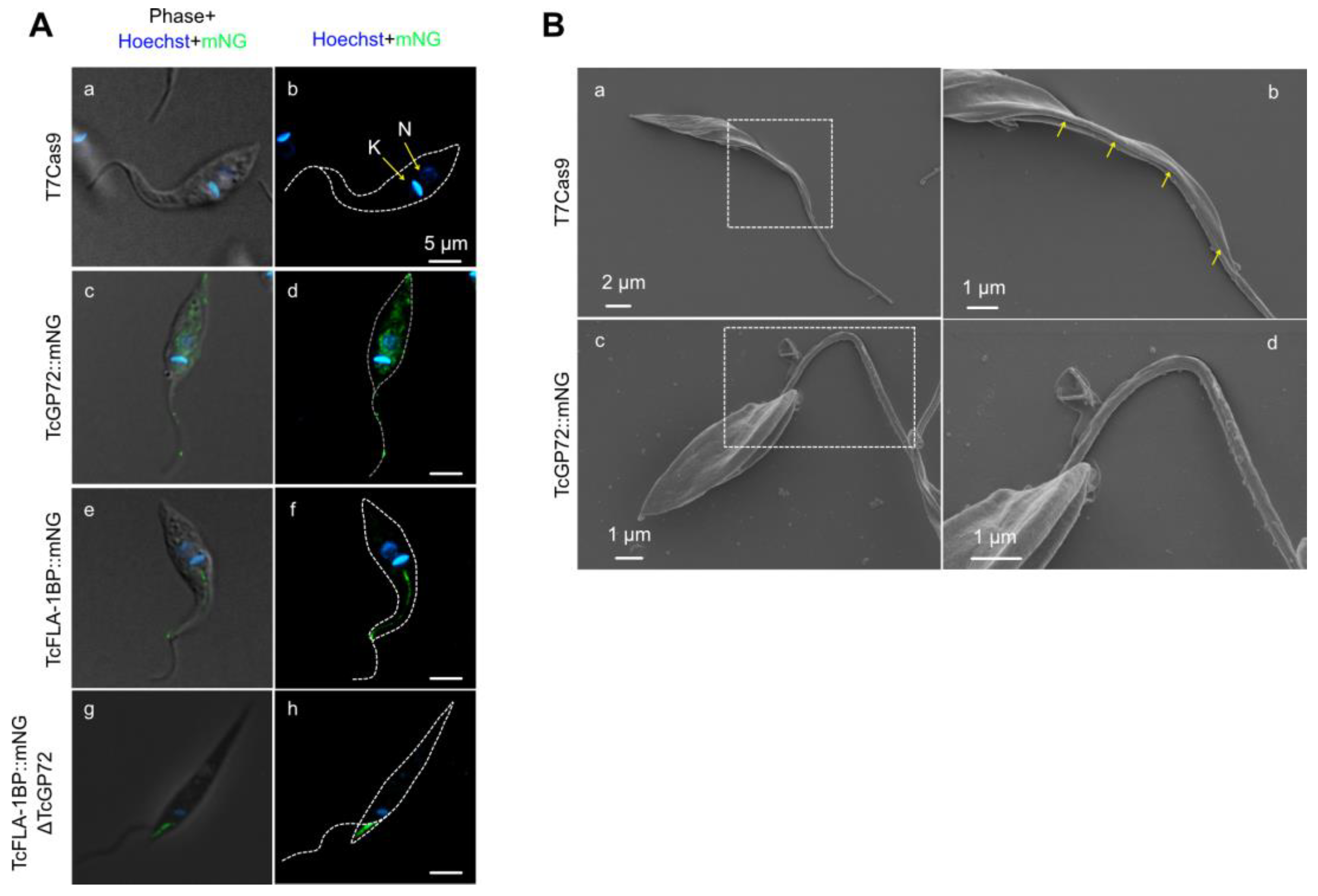 Pathogens 12 01367 g003