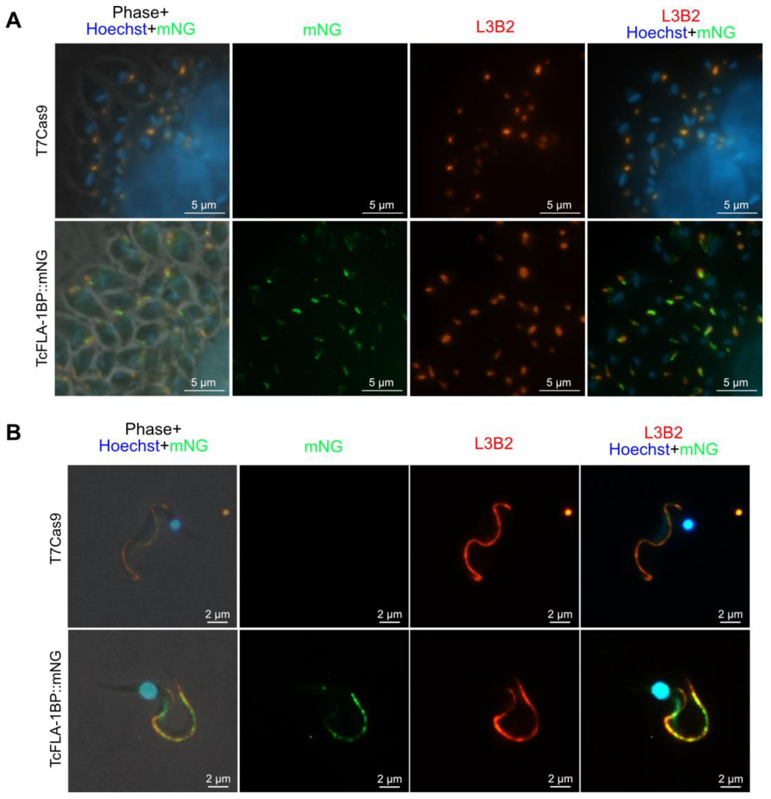 Pathogens 12 01367 g004