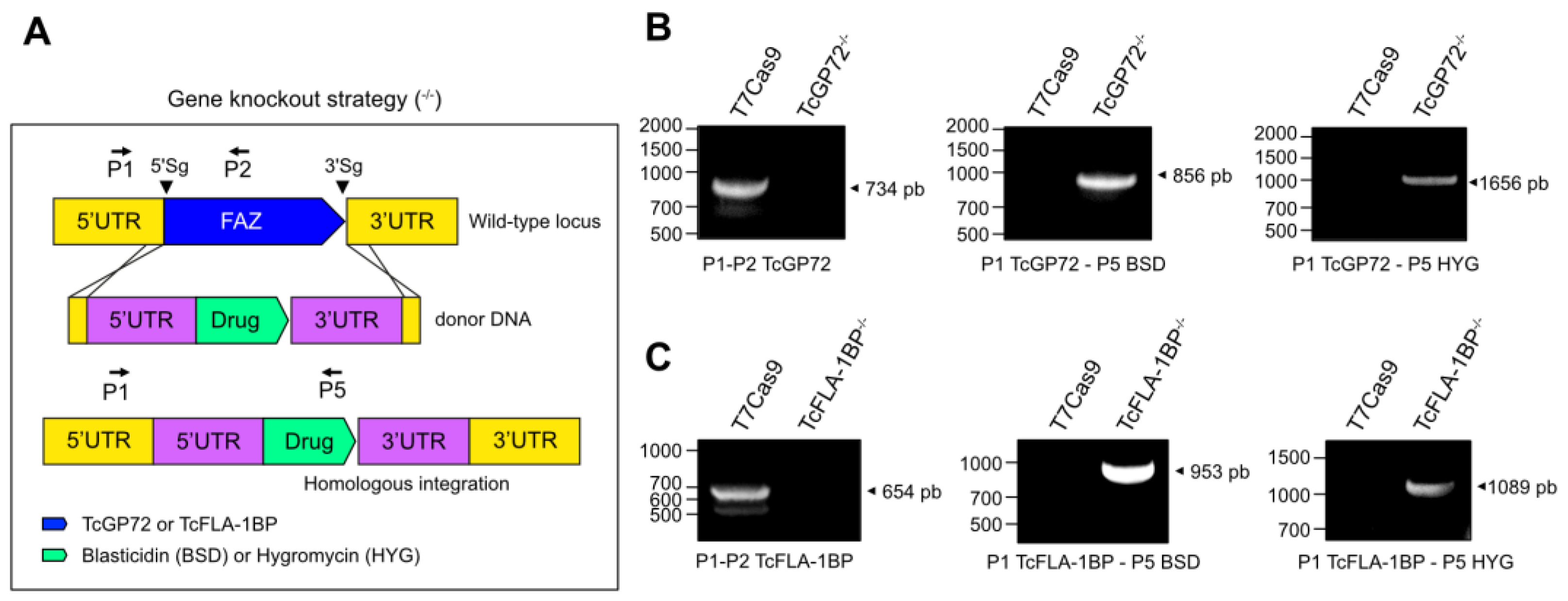 Pathogens 12 01367 g005