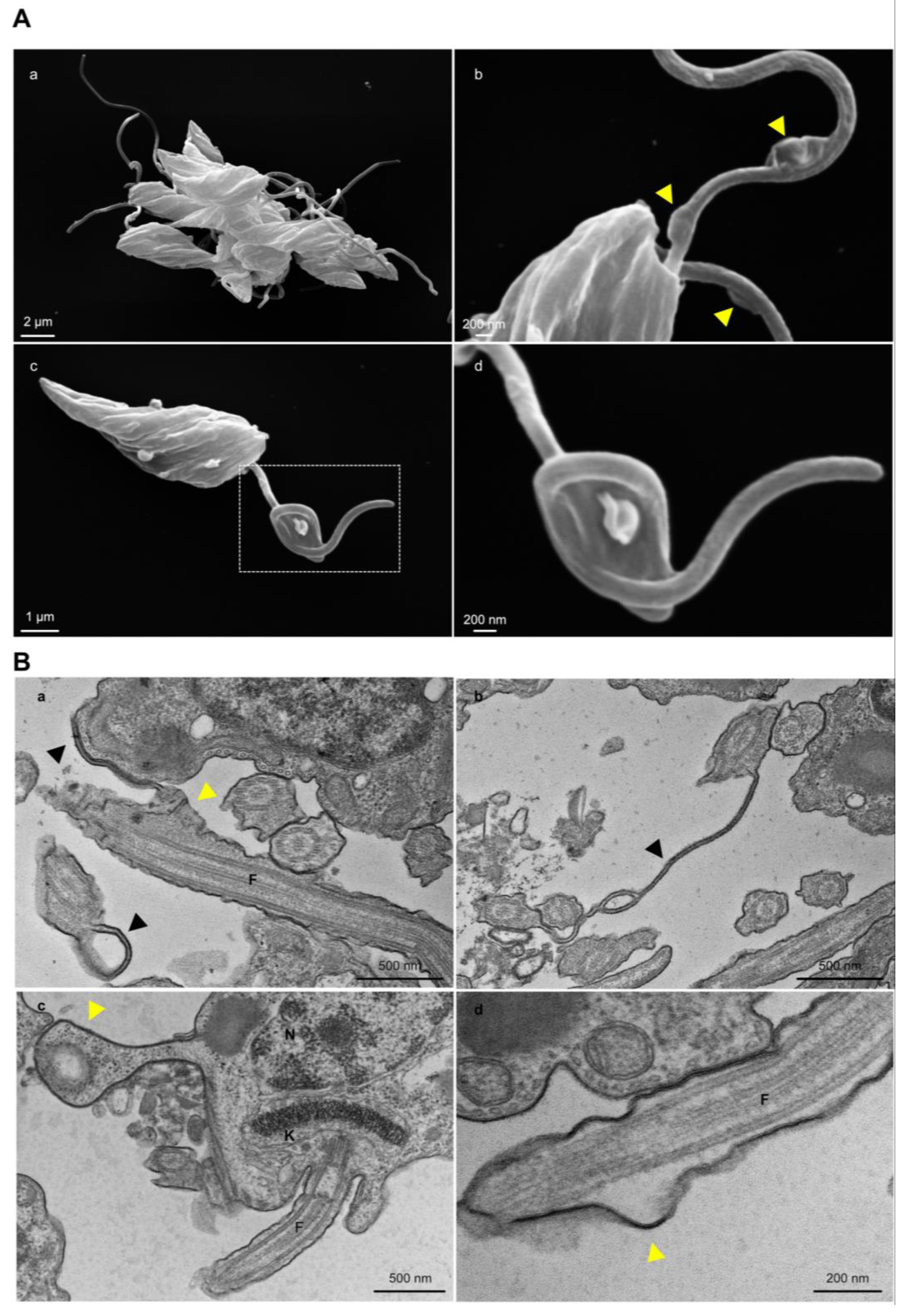 Pathogens 12 01367 g007