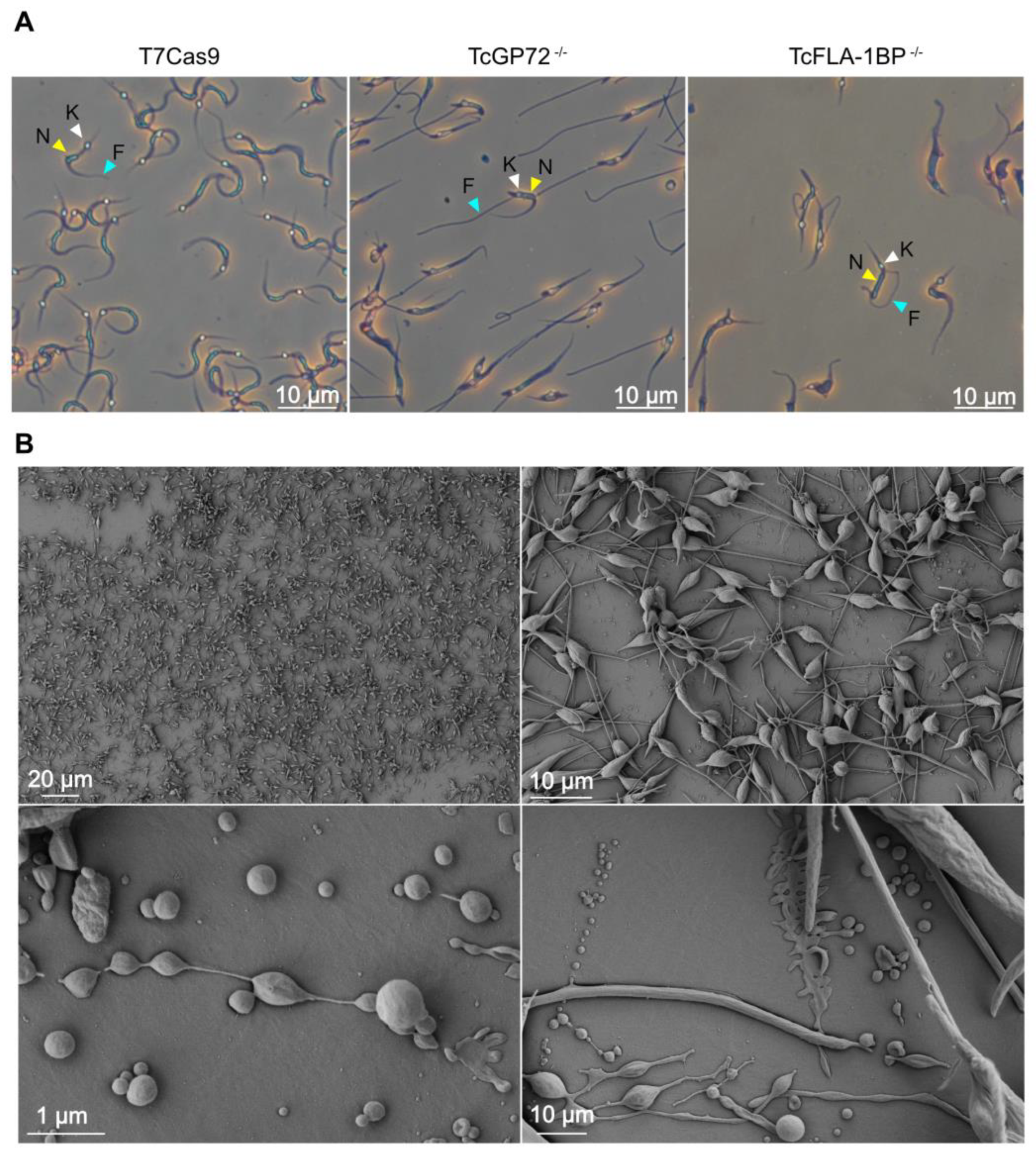 Pathogens 12 01367 g009