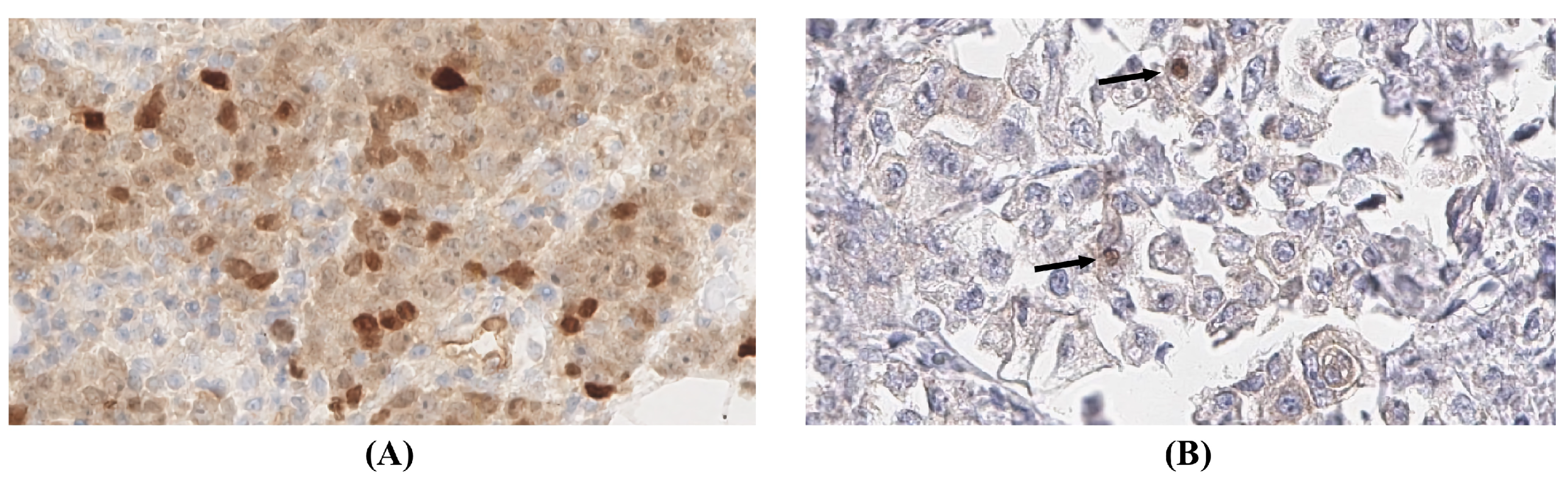 Pathogens 12 01387 g002