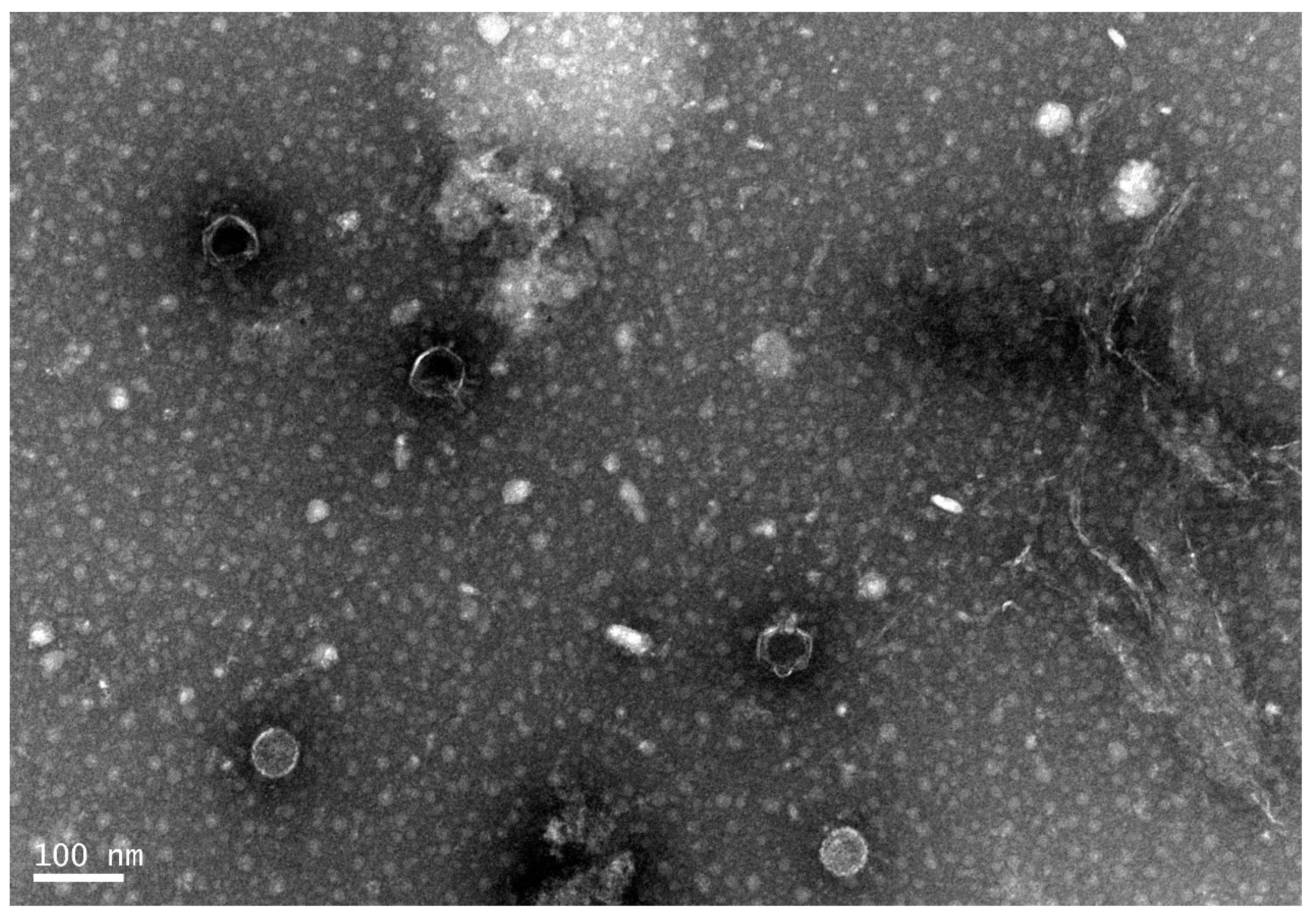 Pathogens 12 01396 g002