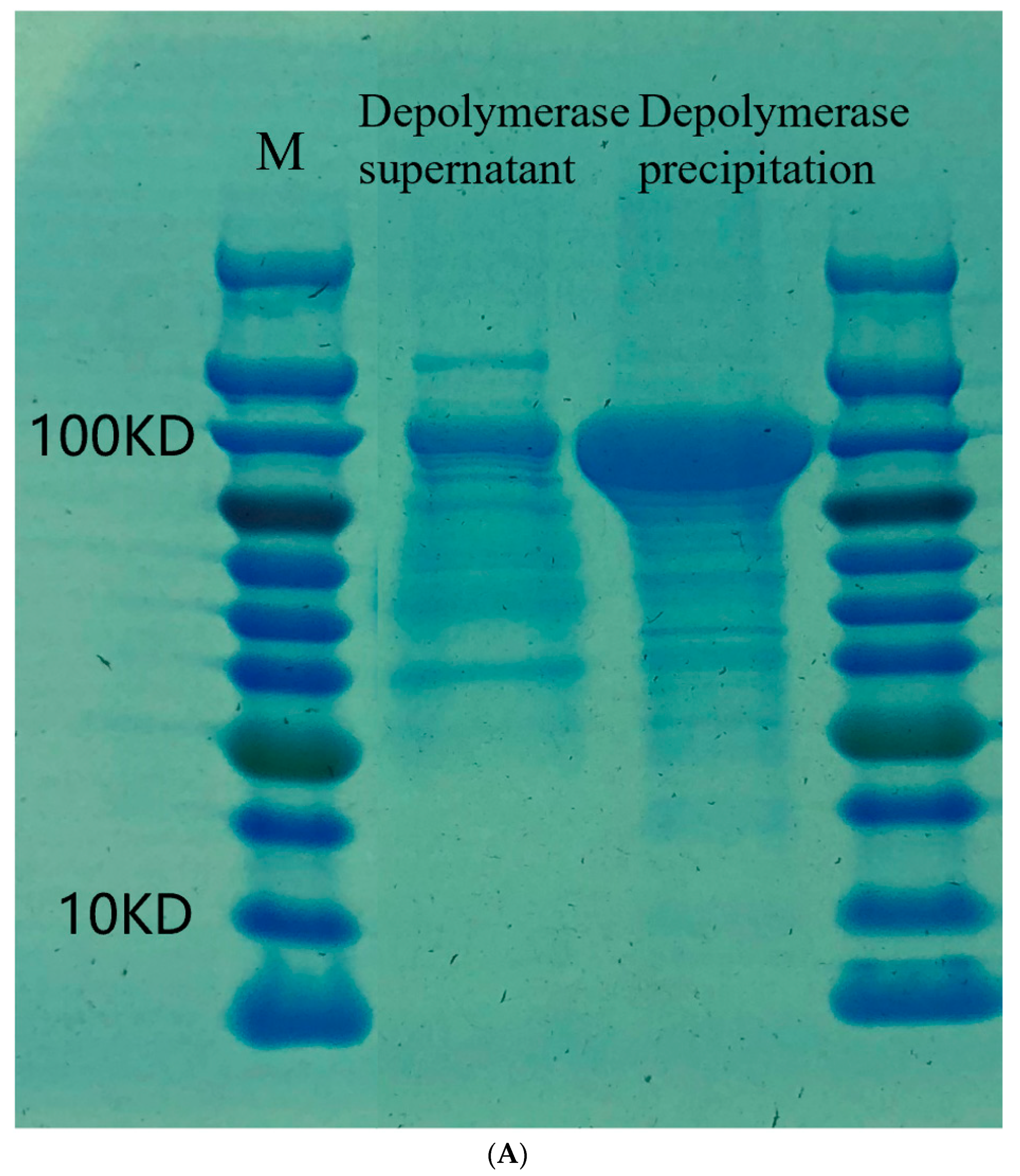 Pathogens 12 01396 g004a