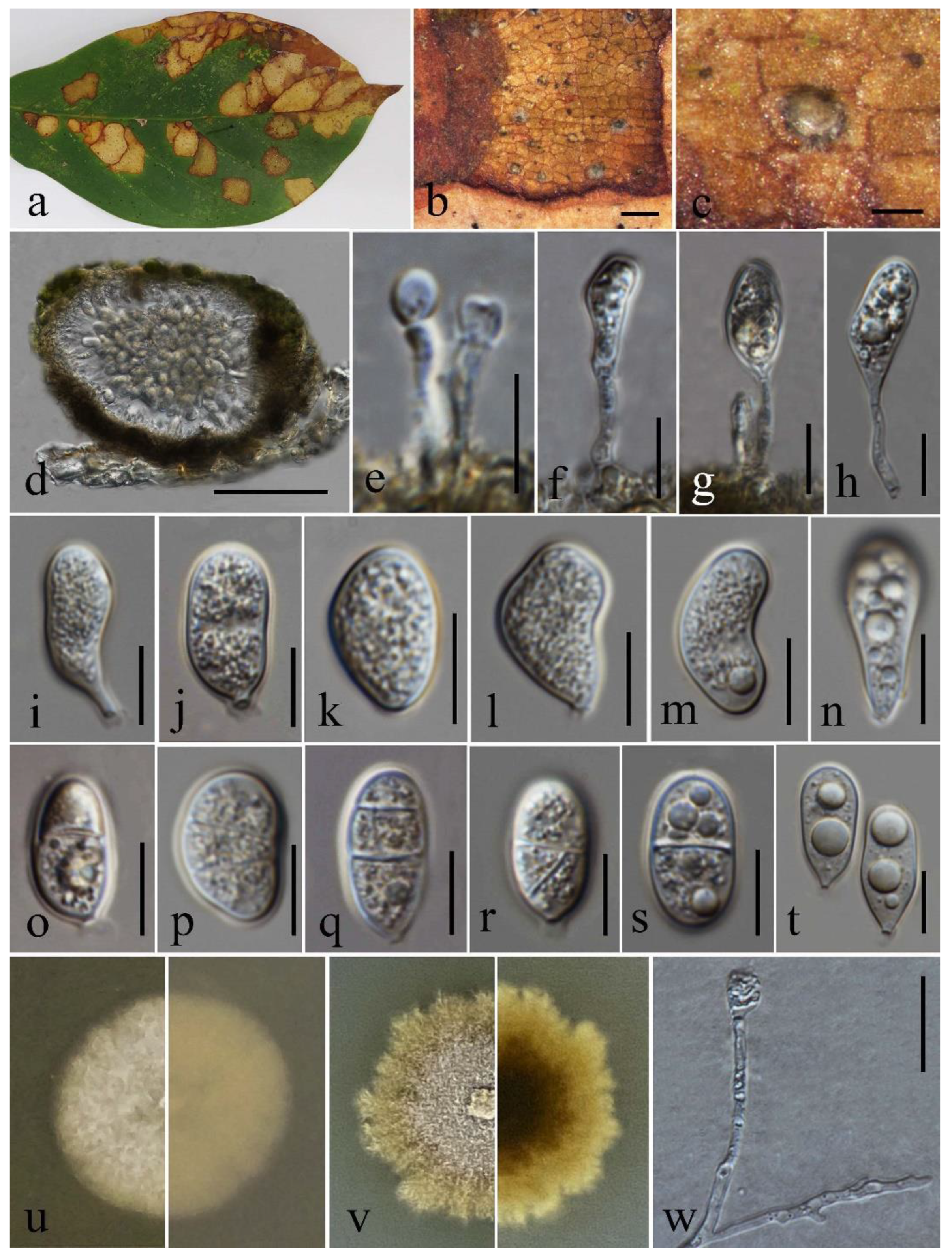 Taxonomy, Phylogeny, Divergence Time Estimation, and Biogeography of the  Family Pseudoplagiostomataceae (Ascomycota, Diaporthales)