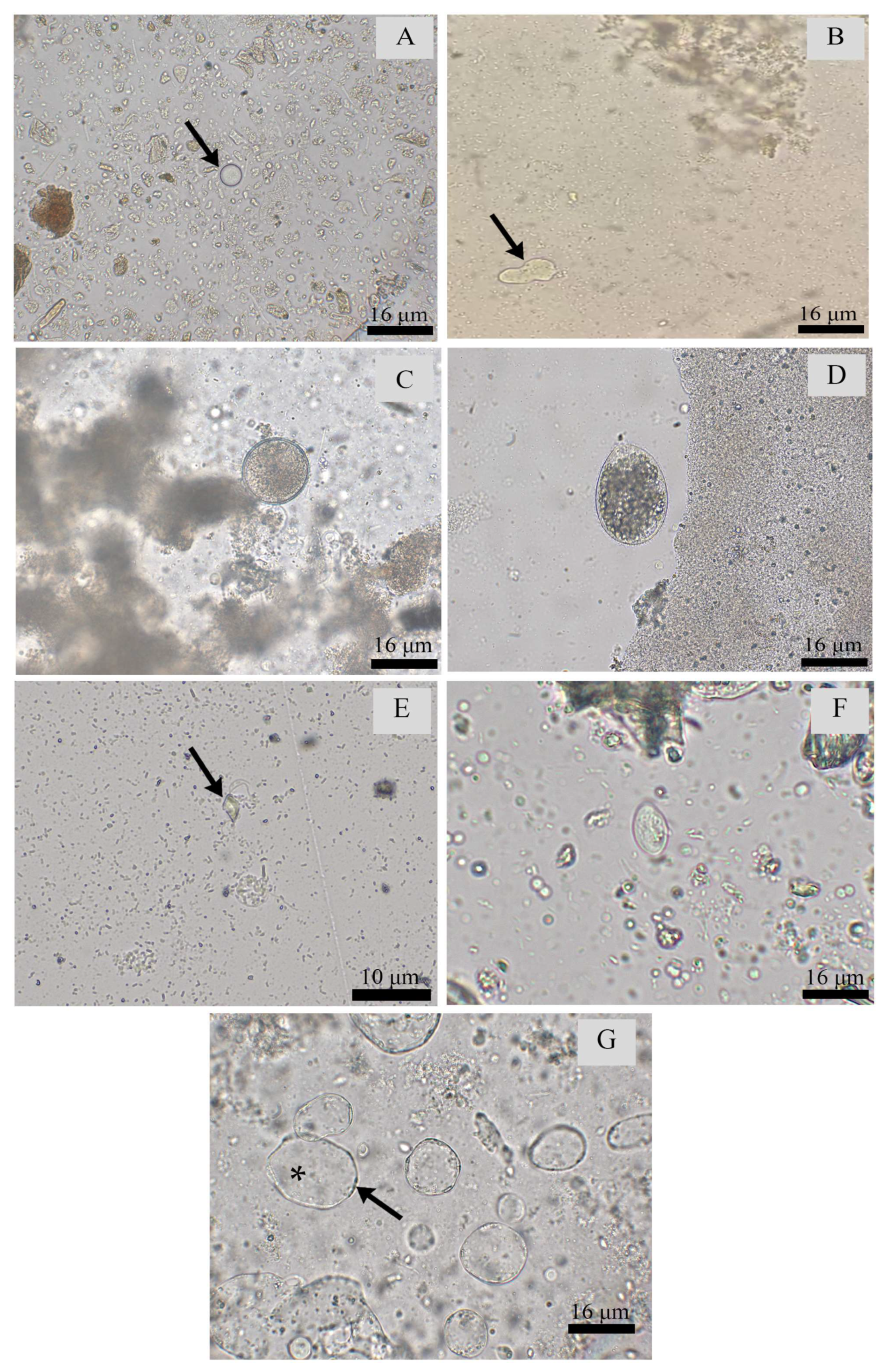 Pathogens 12 01410 g002 Pathogens 12 01410 g002