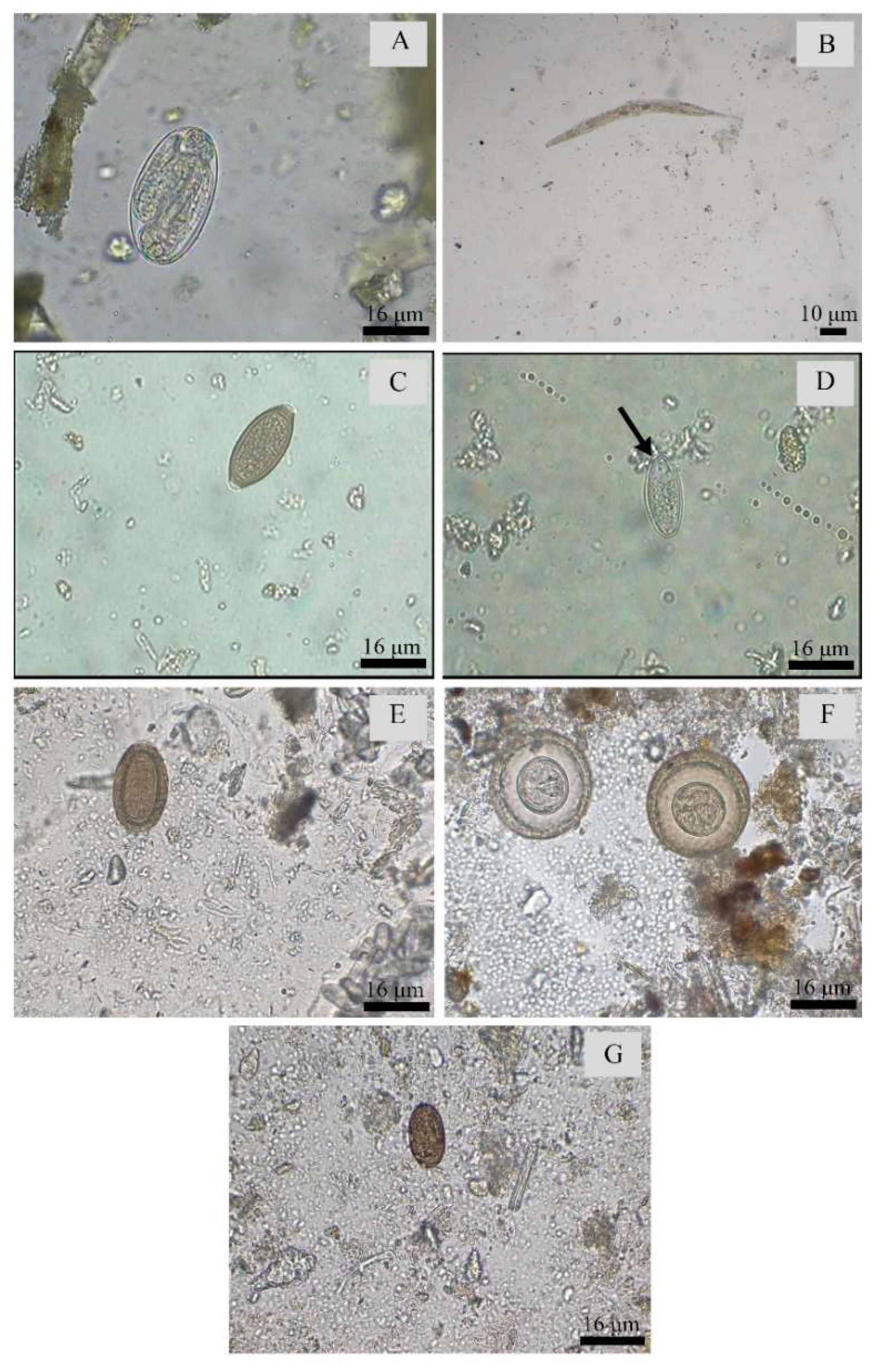 Pathogens 12 01410 g003 Pathogens 12 01410 g003