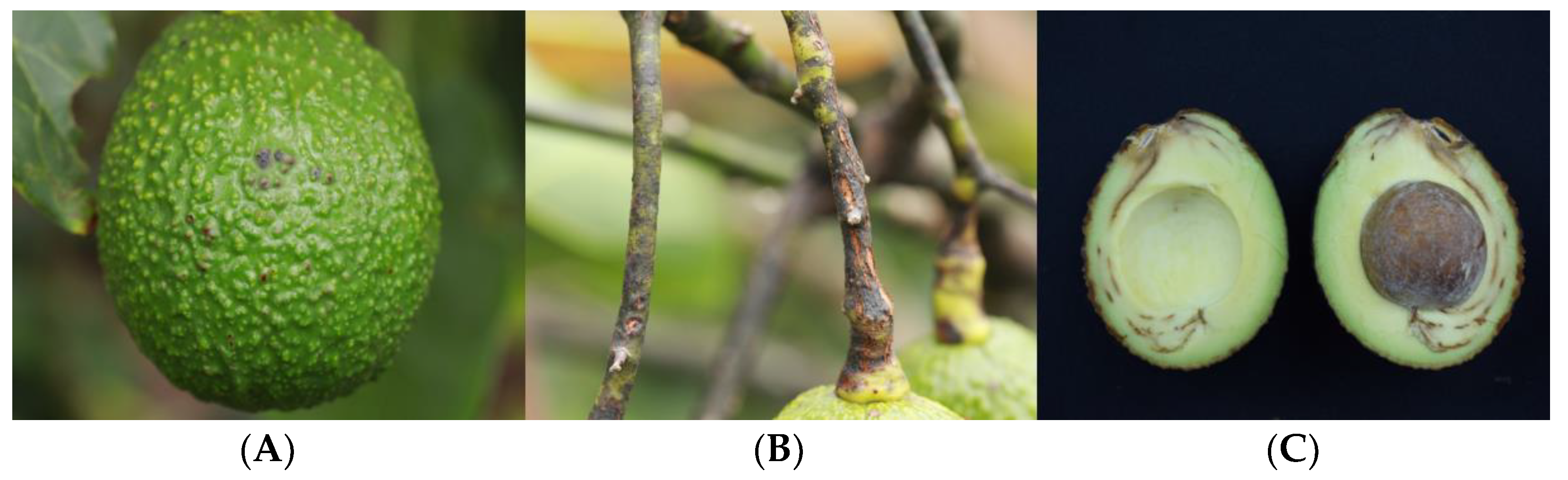 Pathogens 12 01418 g001