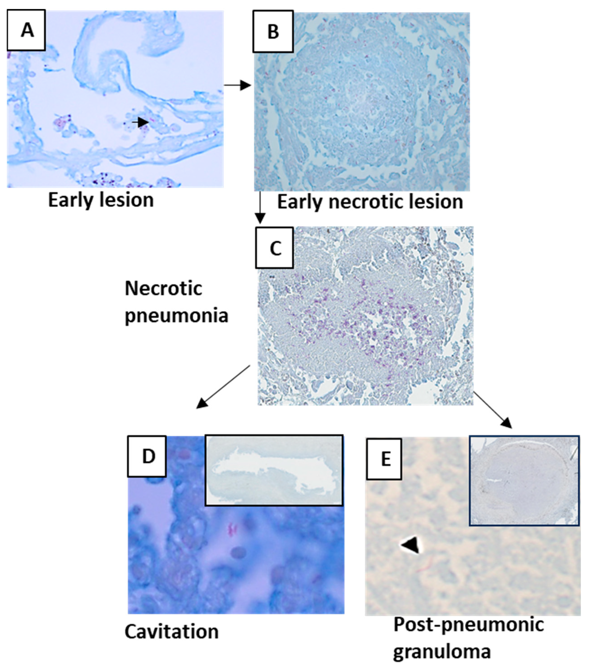 Pathogens 12 01426 g005