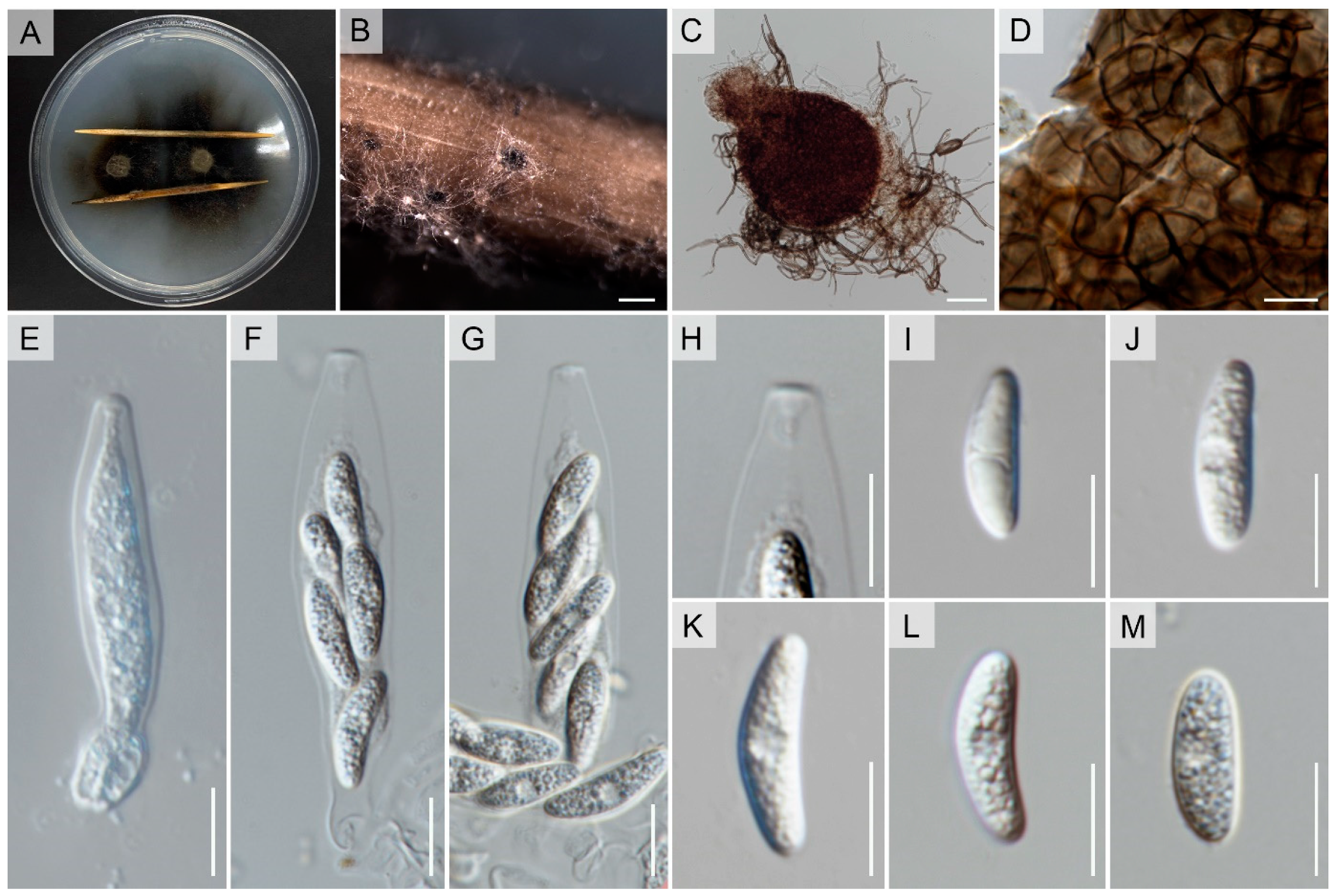 Pathogens 12 01436 g004