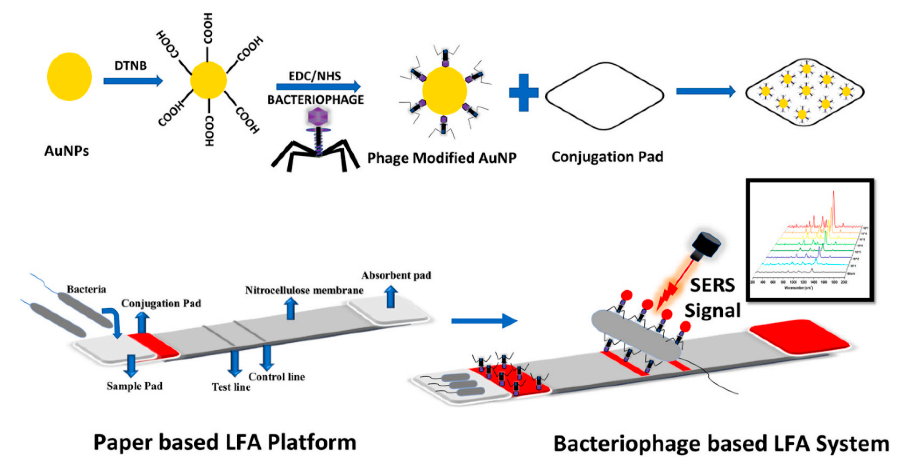 Pathogens 12 01441 g006