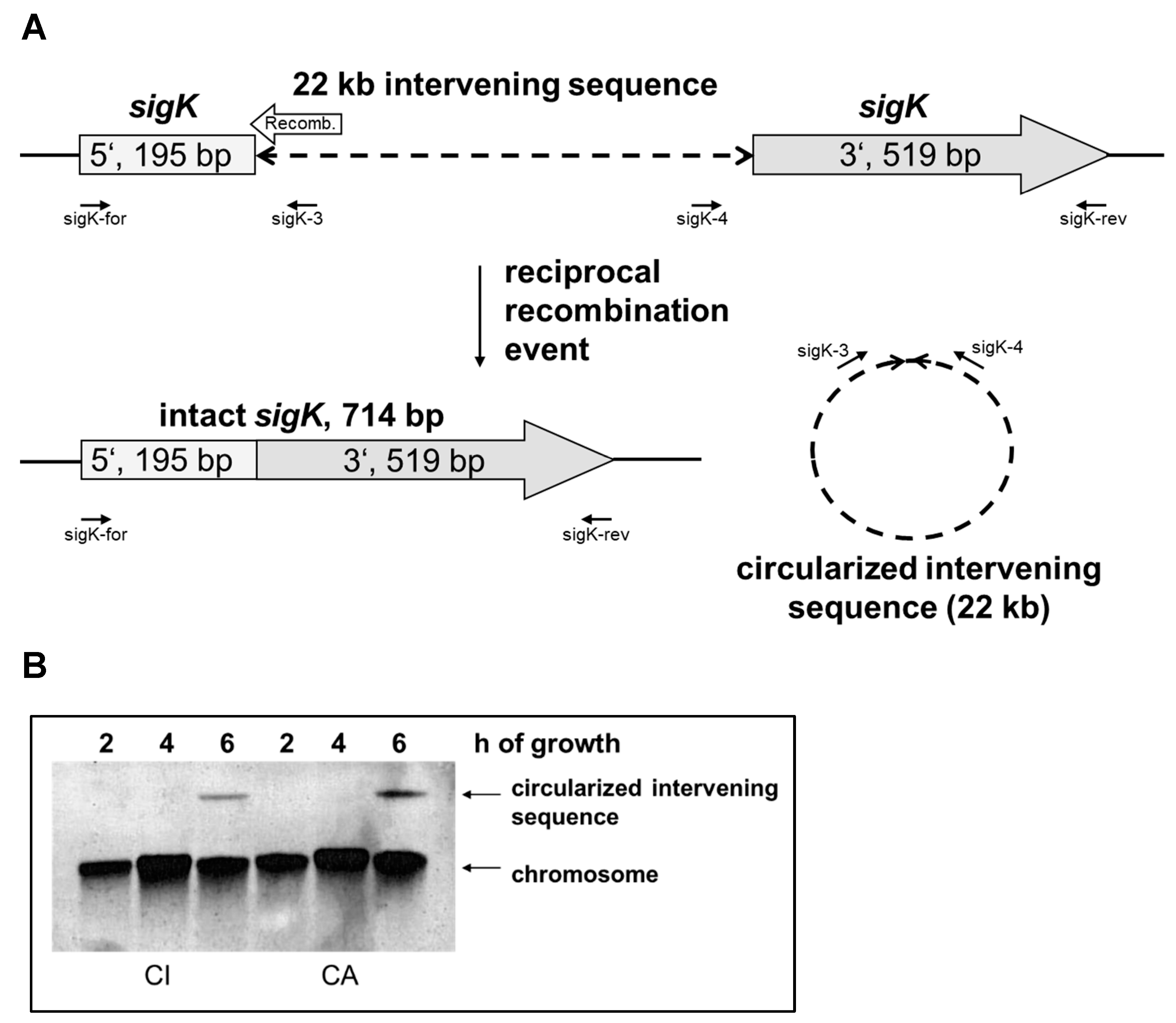 Pathogens 12 01442 g001 Pathogens 12 01442 g001