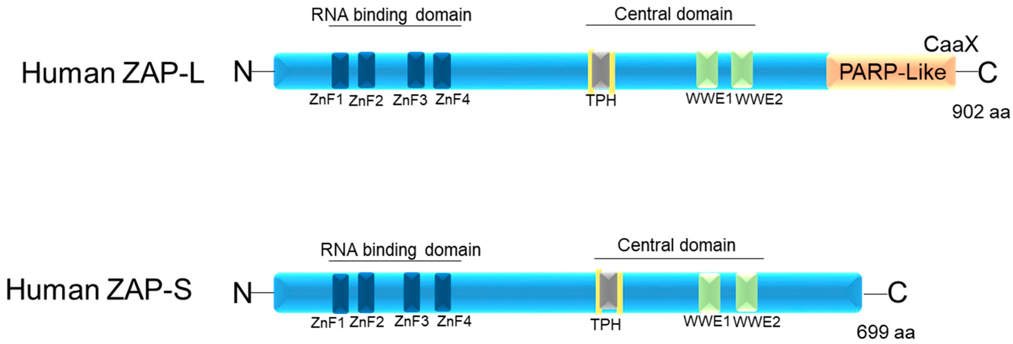 Pathogens 12 01461 g001 Pathogens 12 01461 g001