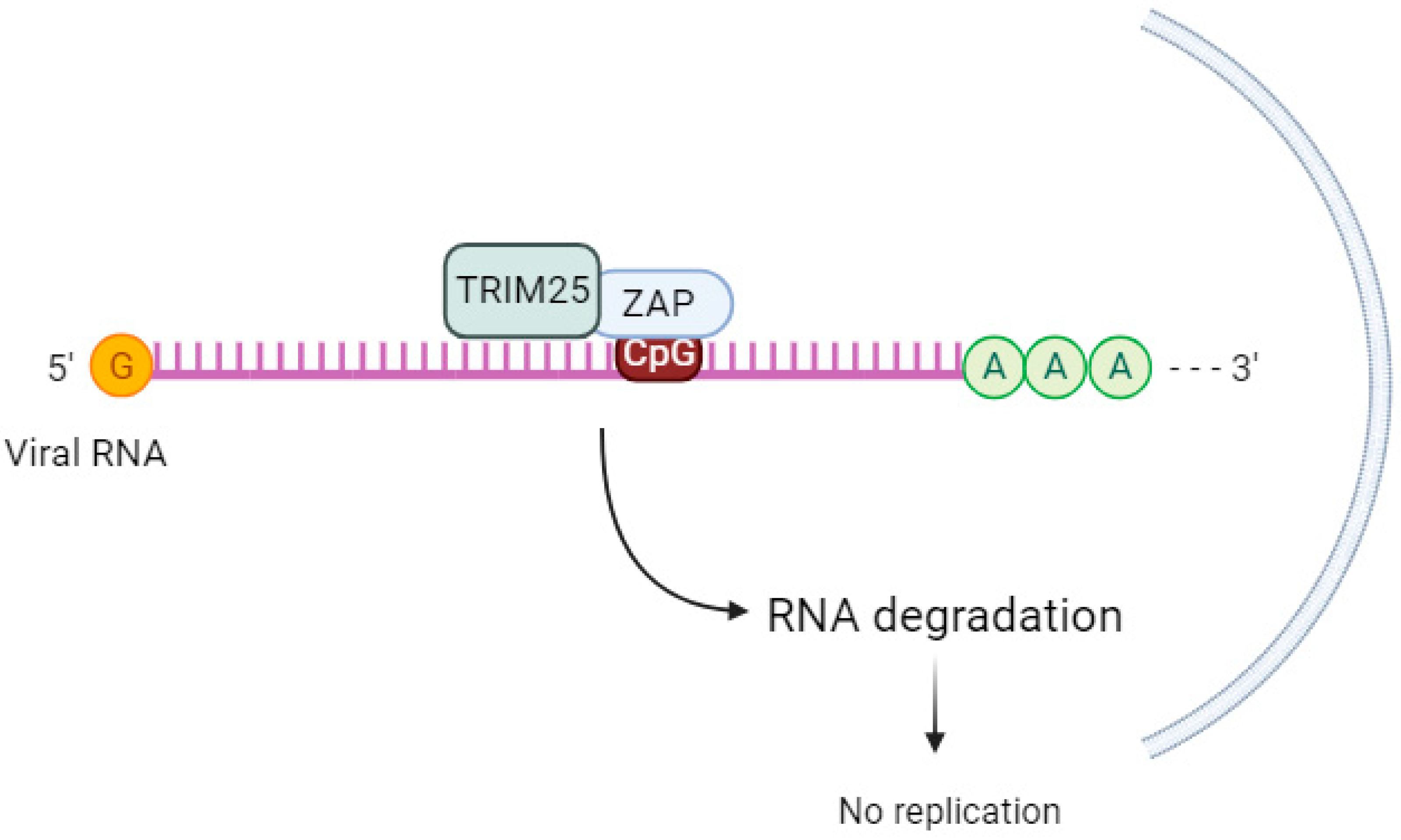 Pathogens 12 01461 g002 Pathogens 12 01461 g002