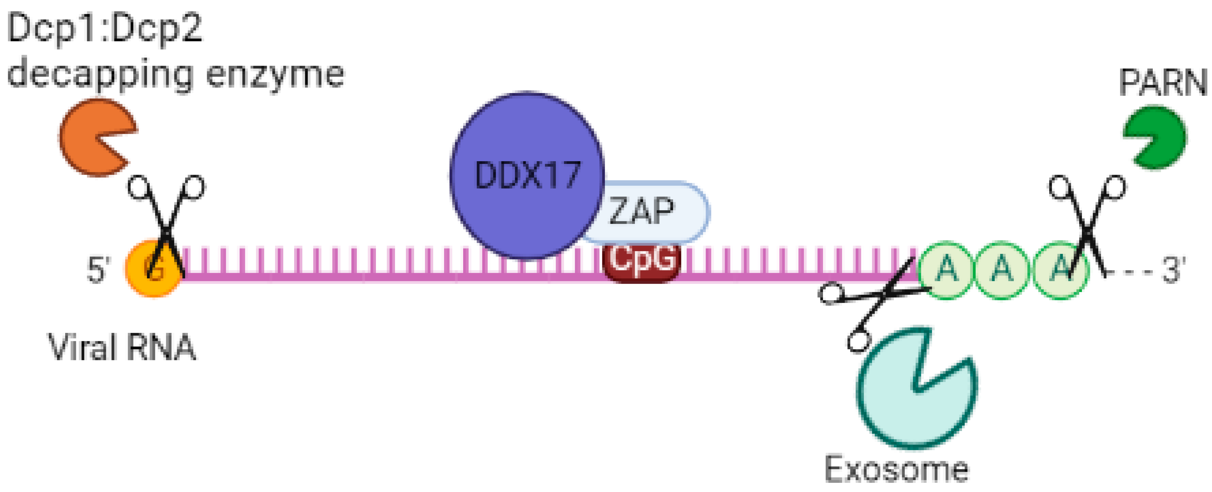Pathogens 12 01461 g004 Pathogens 12 01461 g004