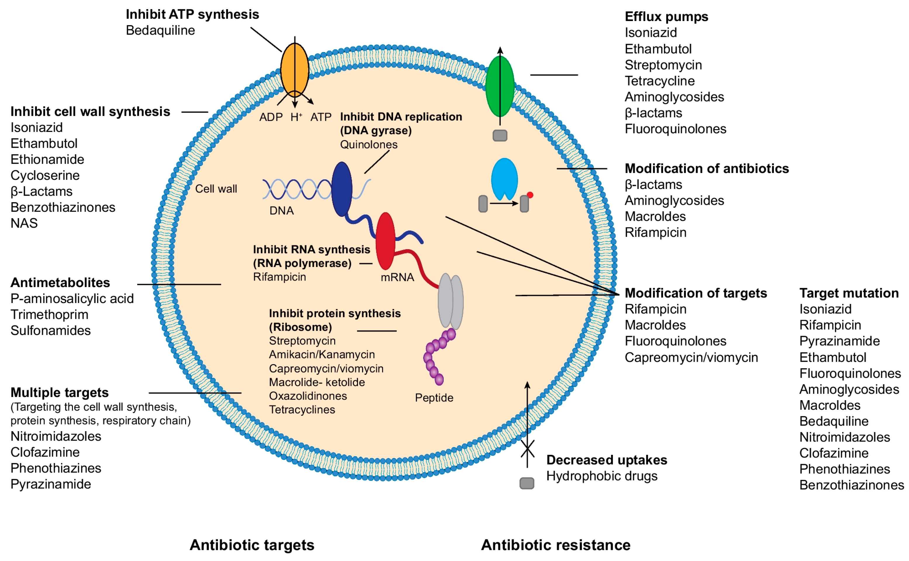 Pathogens 13 00012 g001