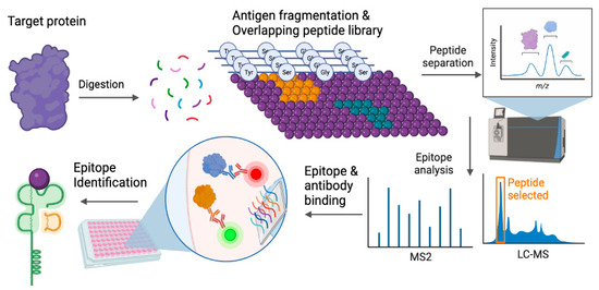 Antibody and Cell-Based Therapies against Virus-Induced Cancers in the ...