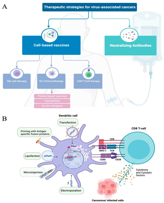 Antibody and Cell-Based Therapies against Virus-Induced Cancers in the ...