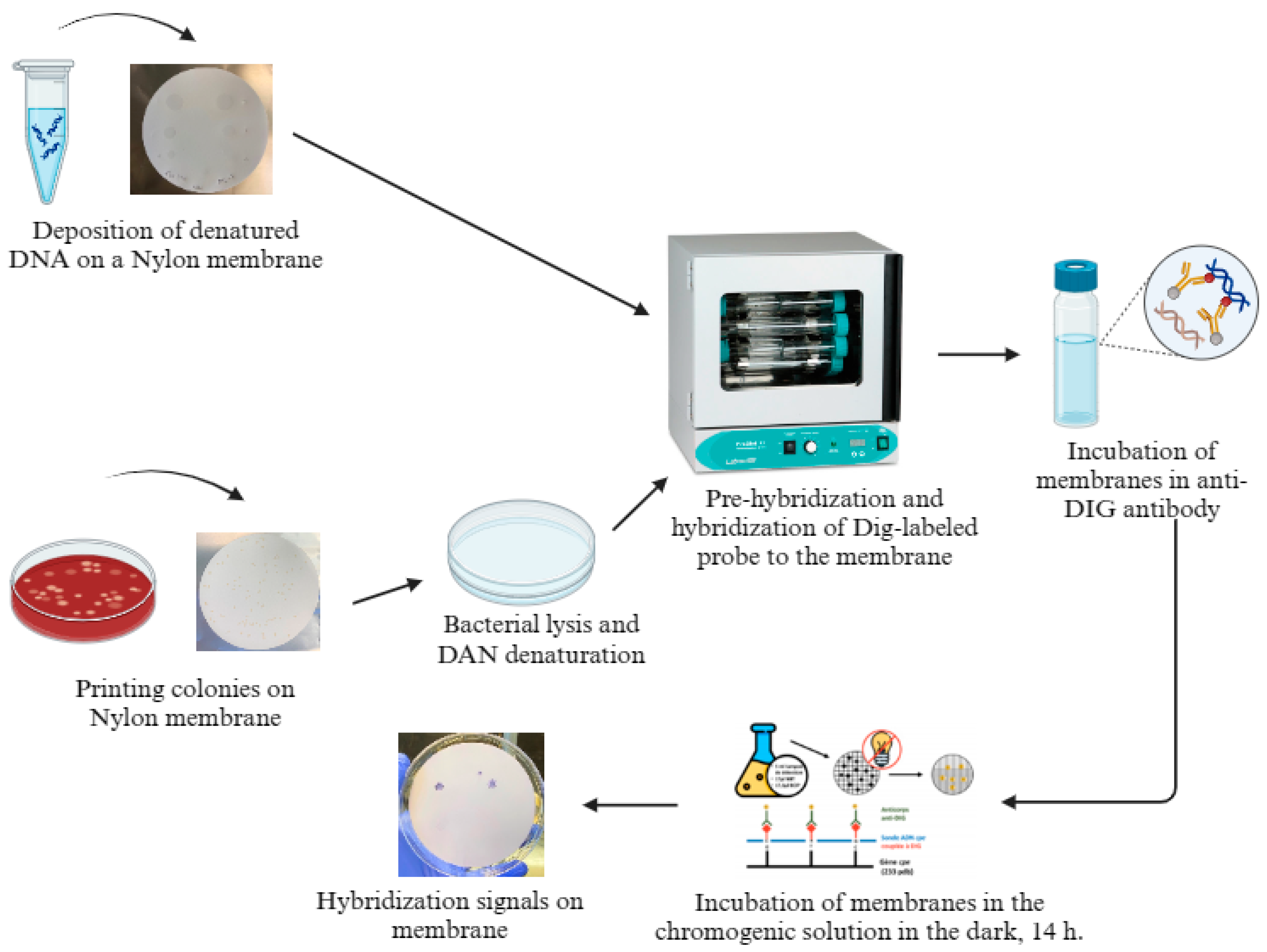 Pathogens 13 00030 g001 Pathogens 13 00030 g001