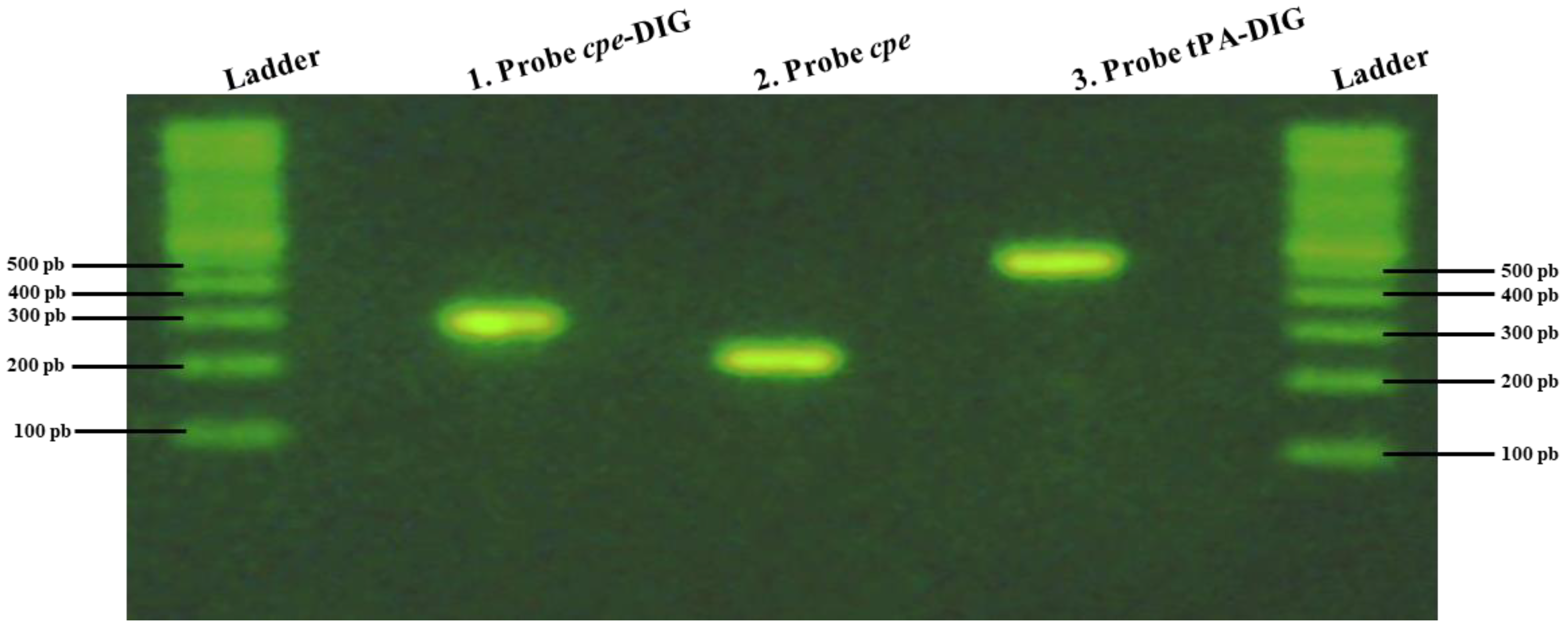 Pathogens 13 00030 g002 Pathogens 13 00030 g002