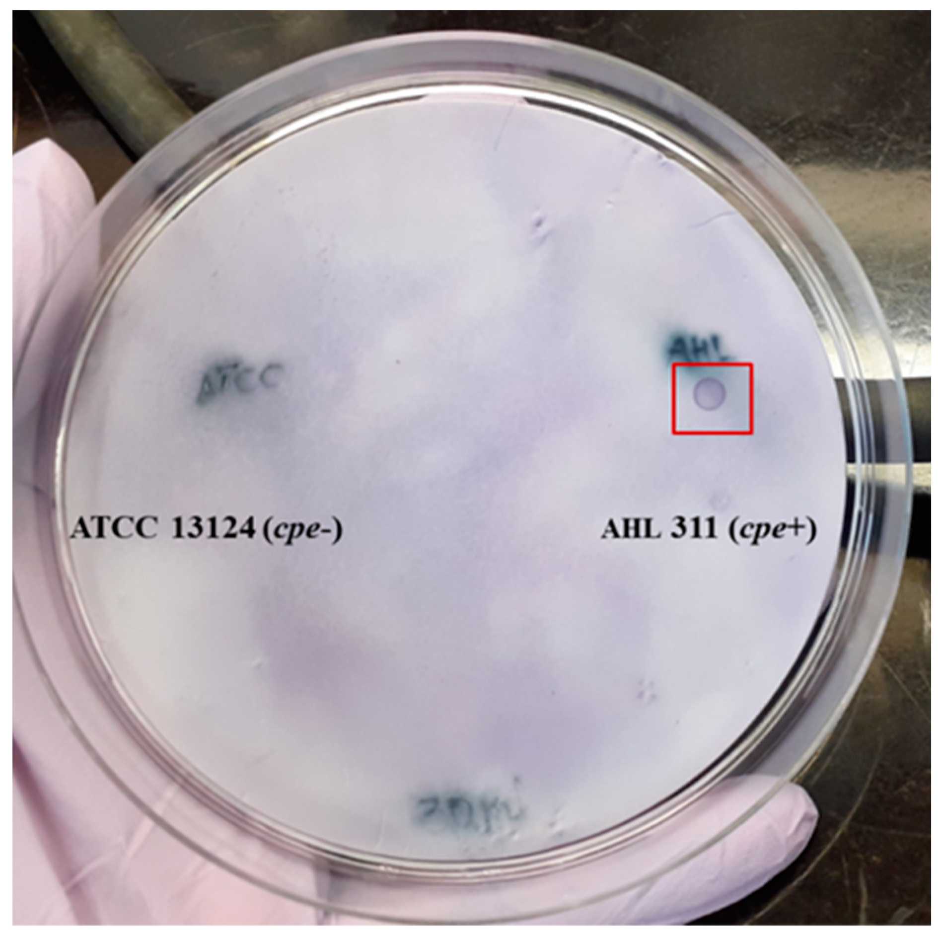 Pathogens 13 00030 g003 Pathogens 13 00030 g003