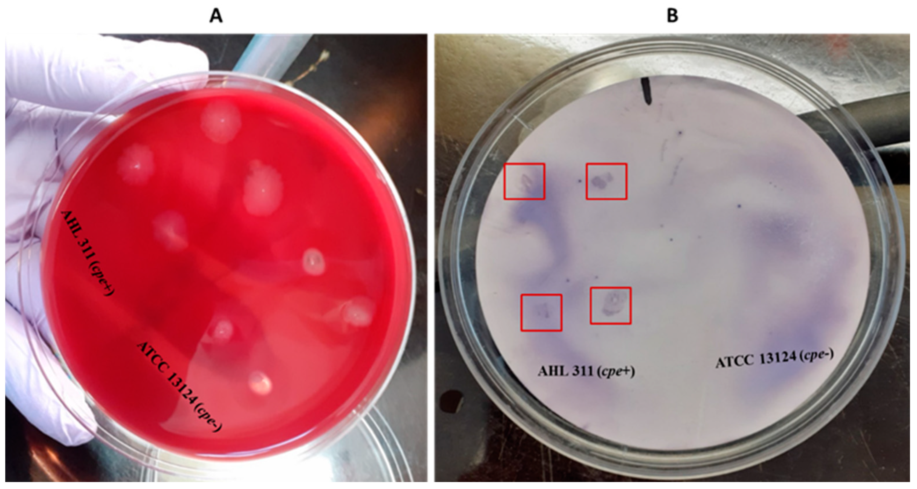 Pathogens 13 00030 g004 Pathogens 13 00030 g004